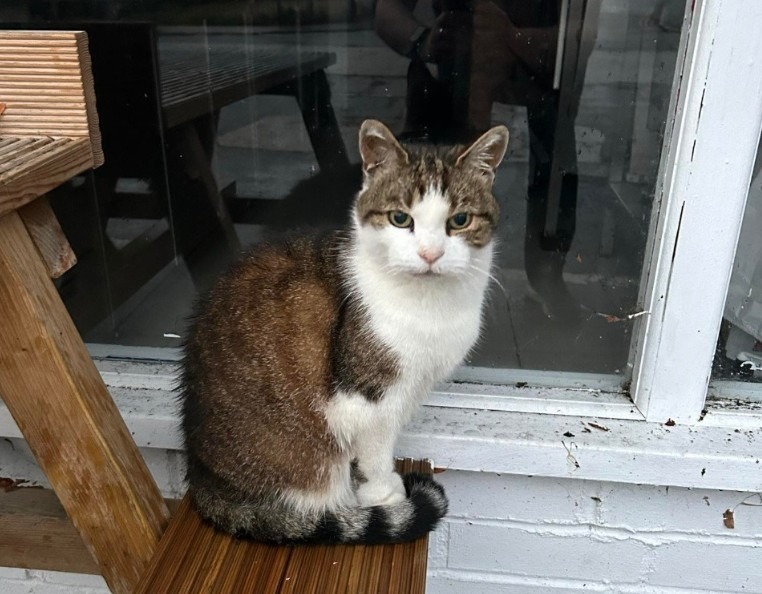 Dave The Cat campaign photo, 2 of 3