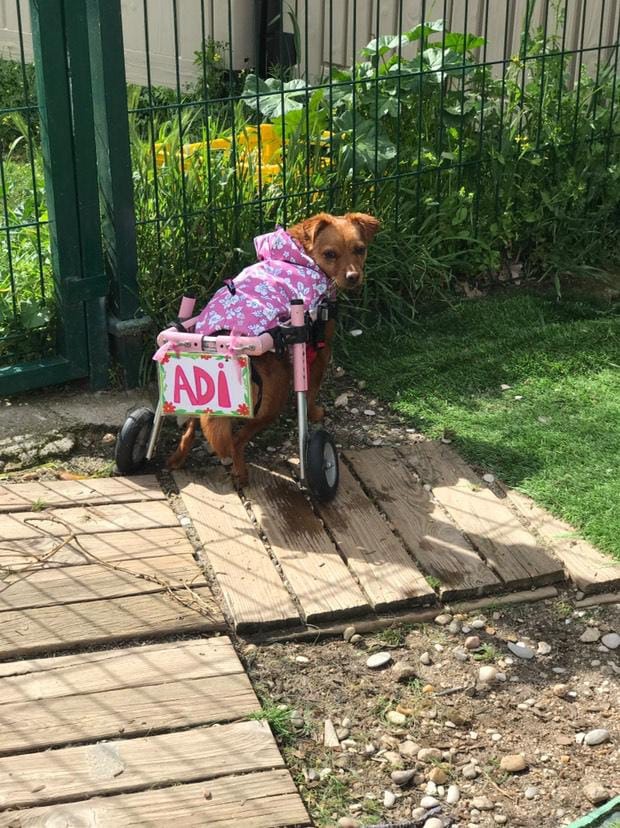 Foto de la campaña Audi ya puede caminar, pero necesitamos saldar su deuda, 6 de 7