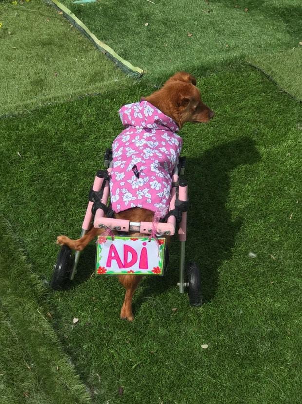 Foto de la campaña Audi ya puede caminar, pero necesitamos saldar su deuda, 5 de 7