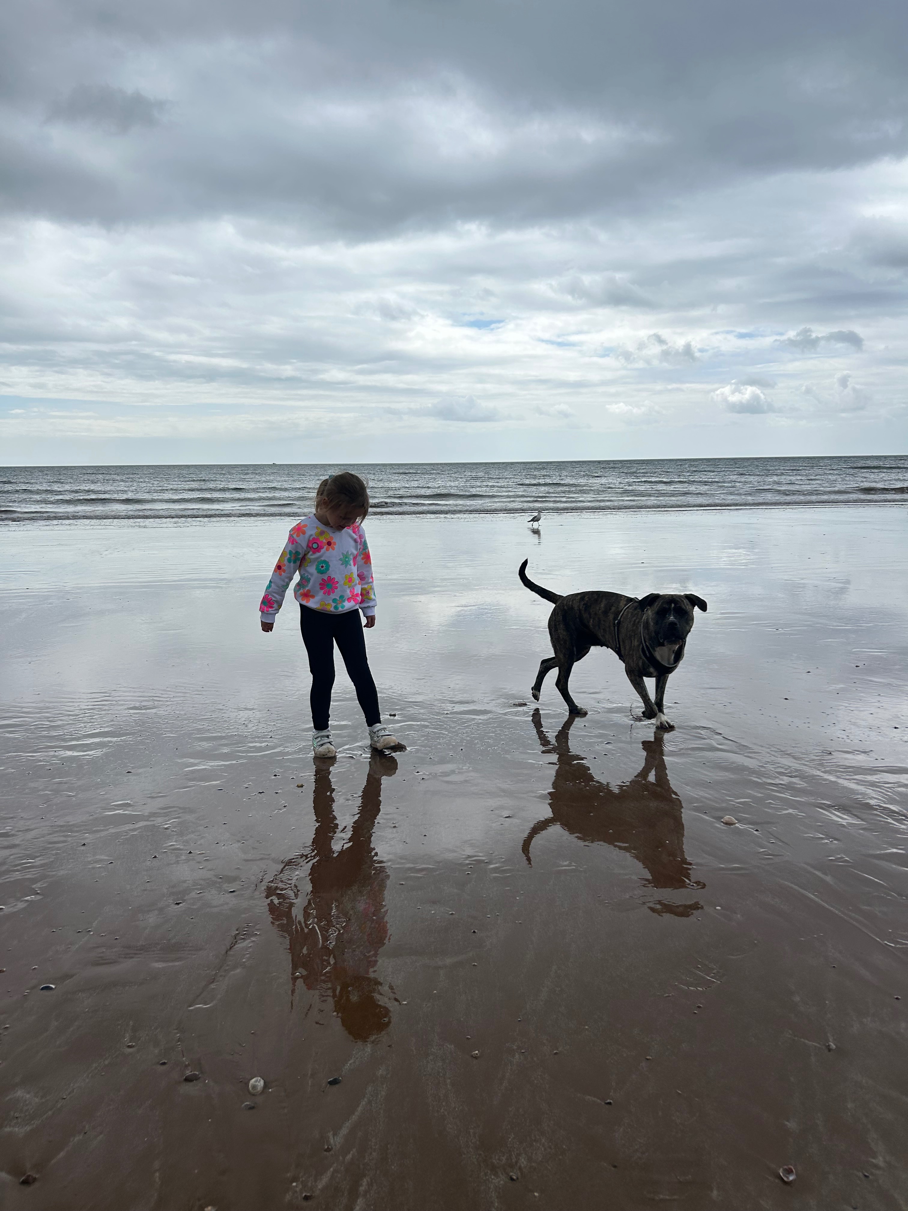 Help Luna get back on her feet for Christmas campaign photo, 7 of 8