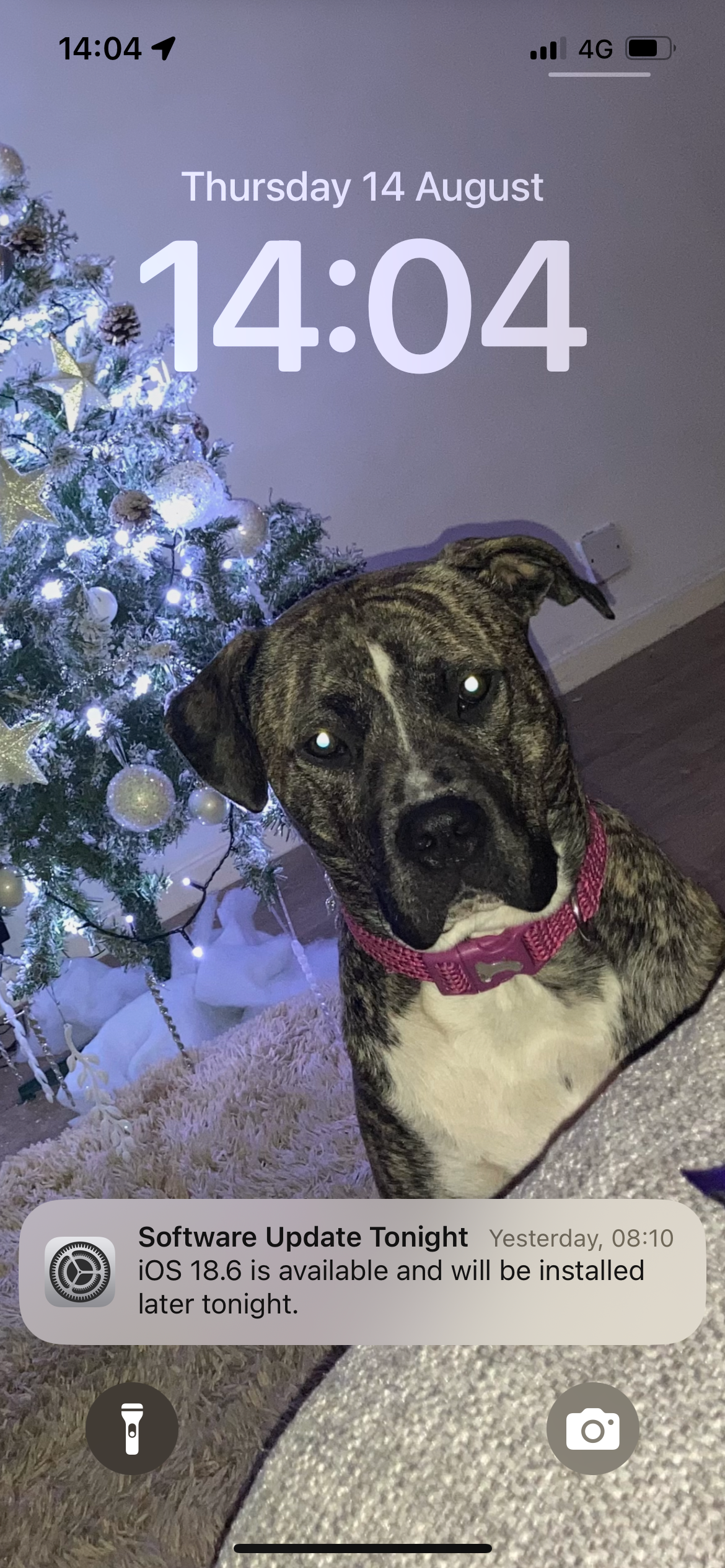 Help Luna get back on her feet for Christmas campaign photo, 5 of 8