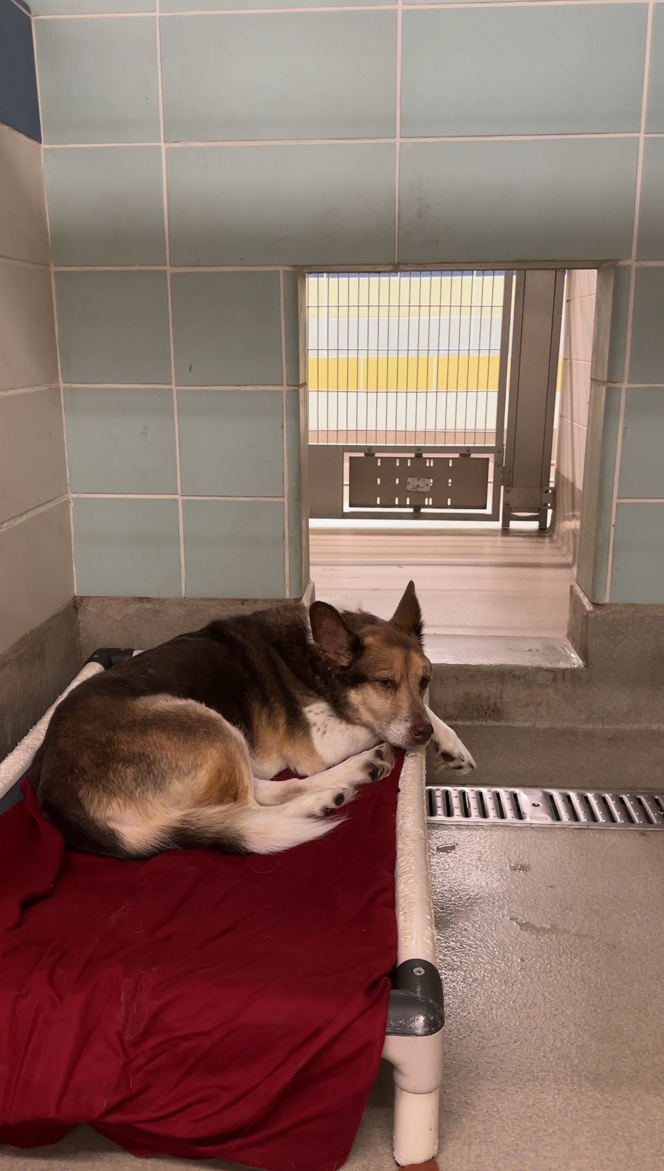 Help this sweet senior Aussie get the vet care he needs campaign photo, 2 of 6