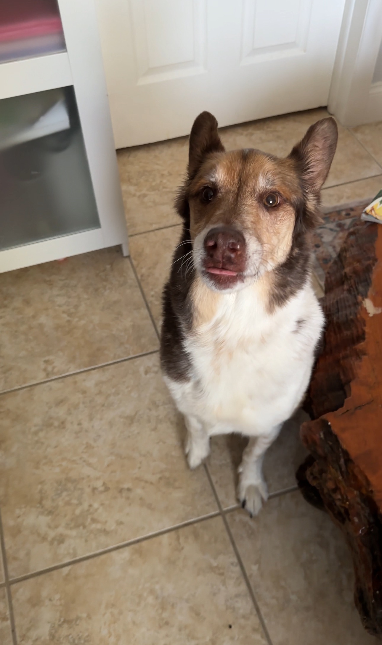Help this sweet senior Aussie get the vet care he needs campaign photo, 5 of 6