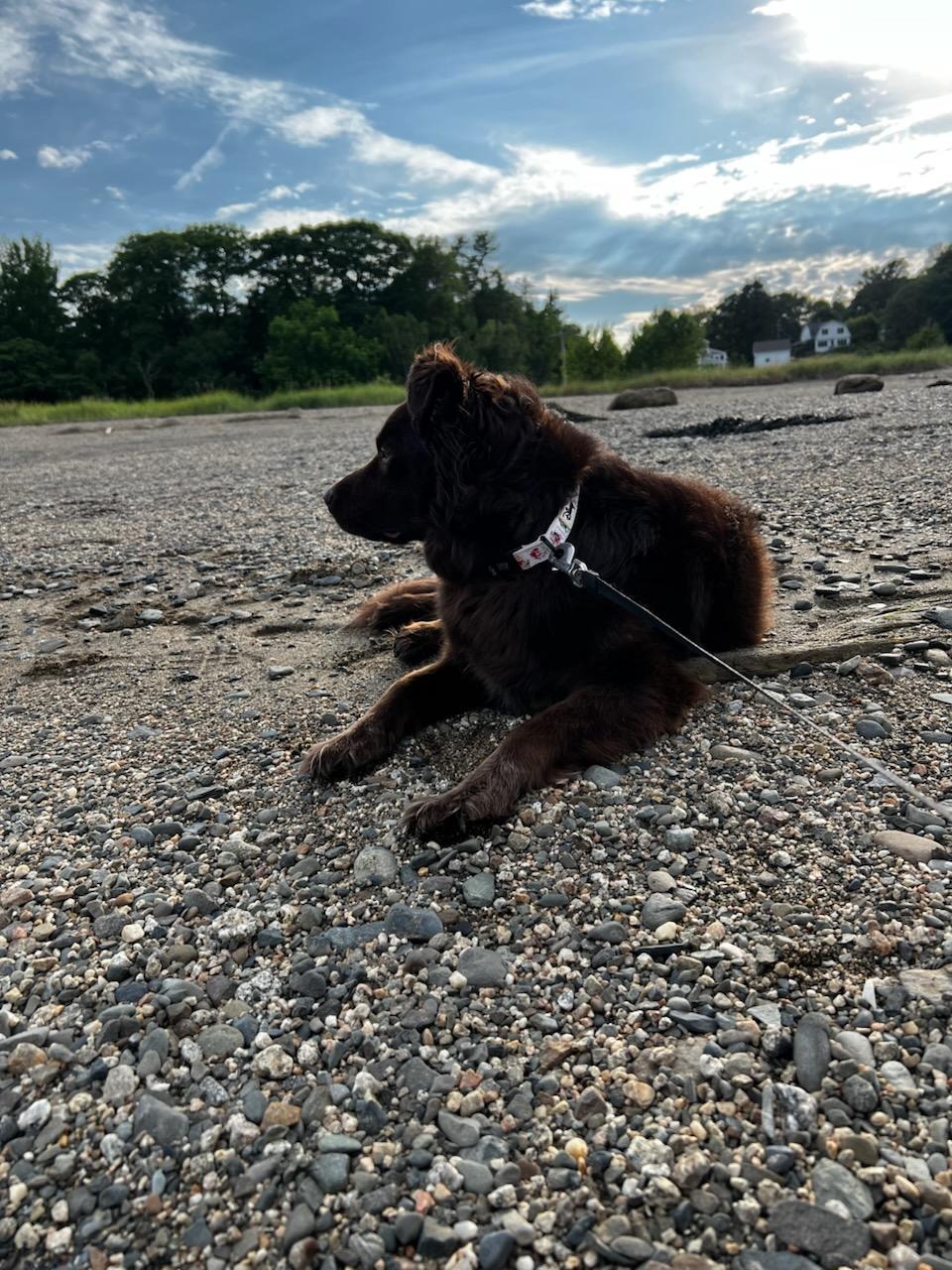 Save Nala: A Young Dog's Fight for Life campaign photo, 6 of 7