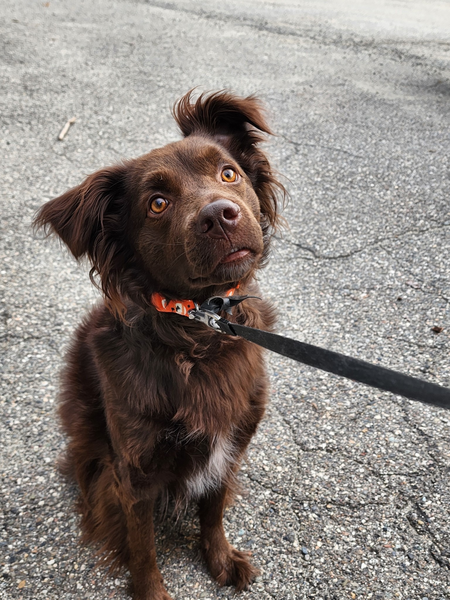 Save Nala: A Young Dog's Fight for Life campaign photo, 2 of 7