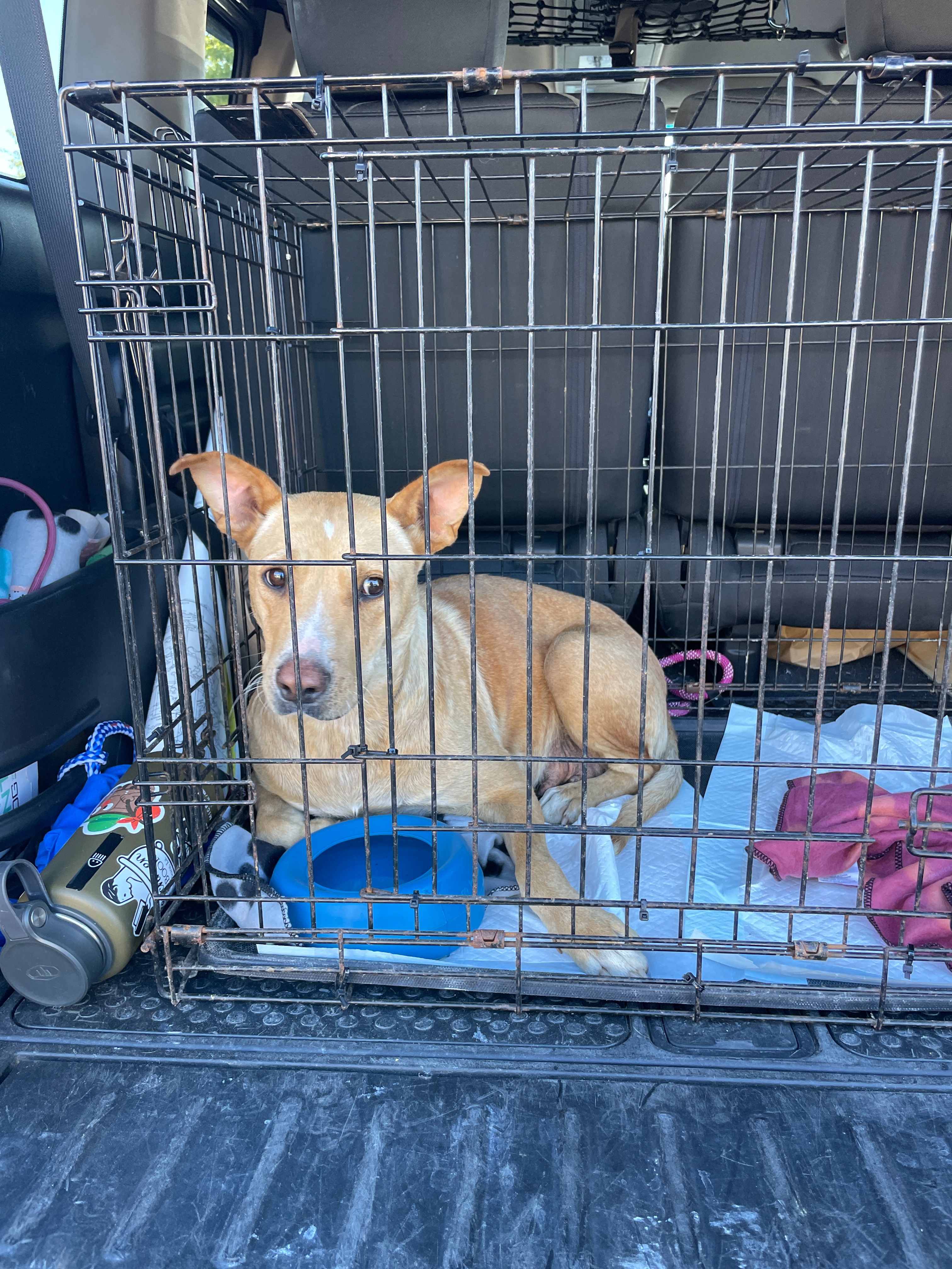 Help Peach Pit Get the Vet Care She Needs campaign photo, 5 of 6