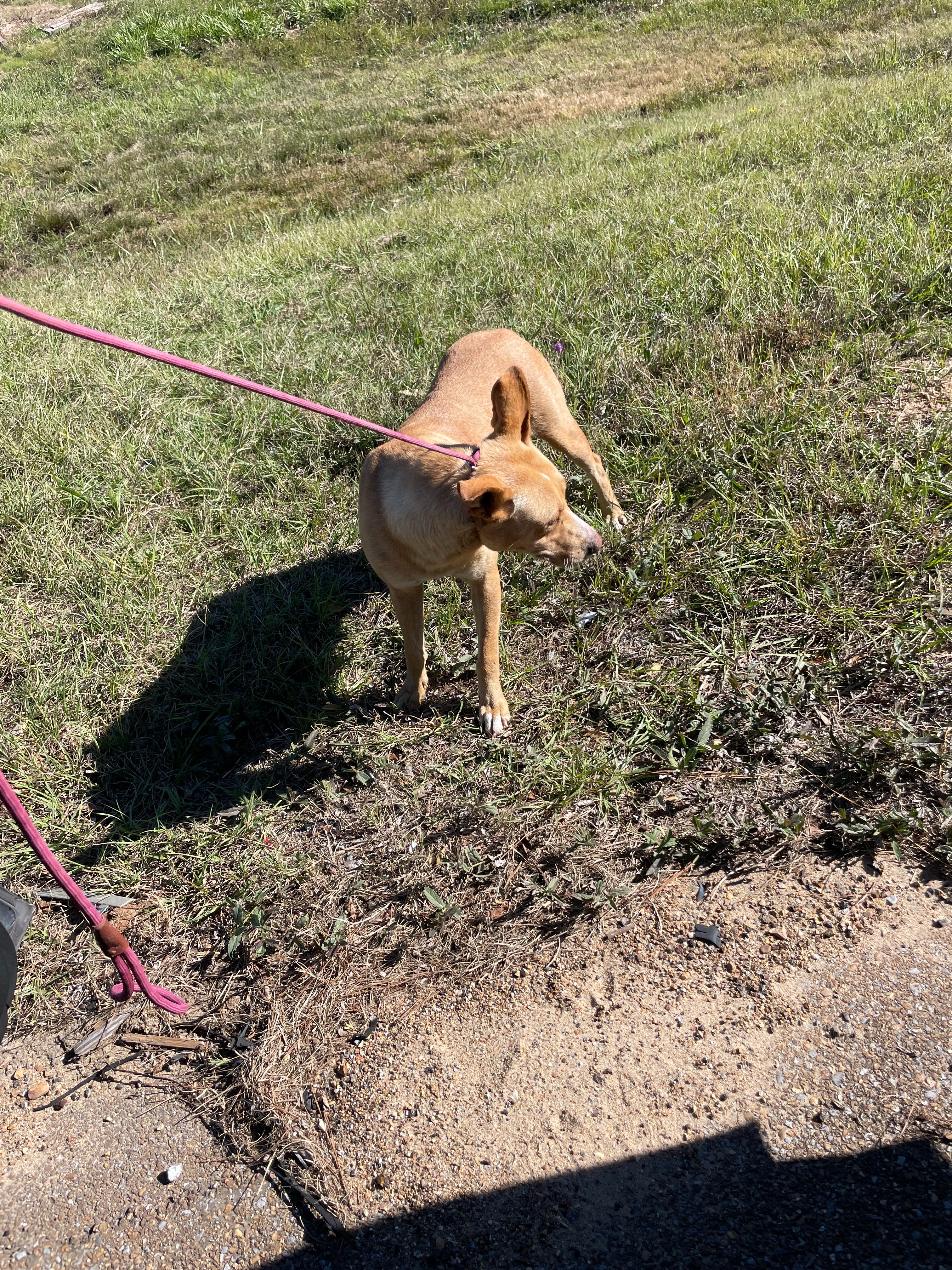 Help Peach Pit Get the Vet Care She Needs campaign photo, 4 of 6