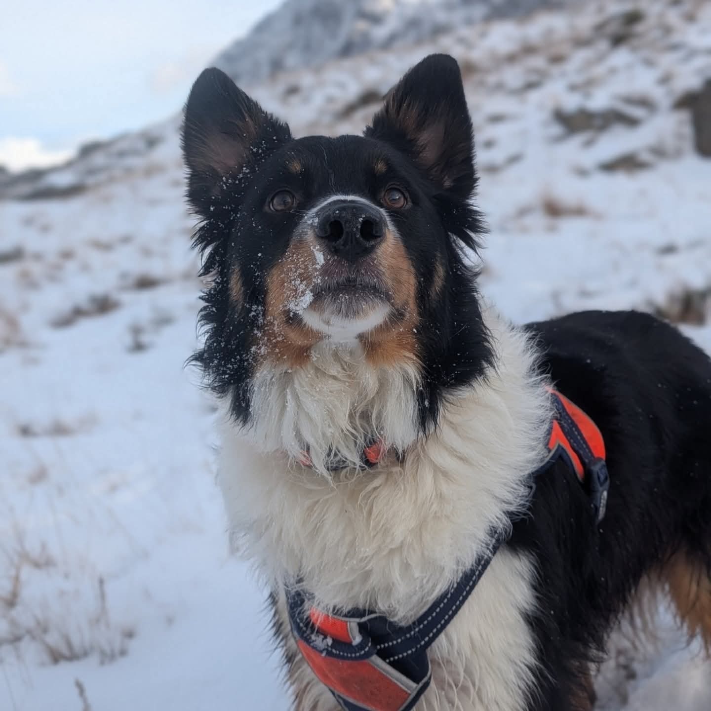 Milo's emergency vet bill and cremation campaign photo, 4 of 4