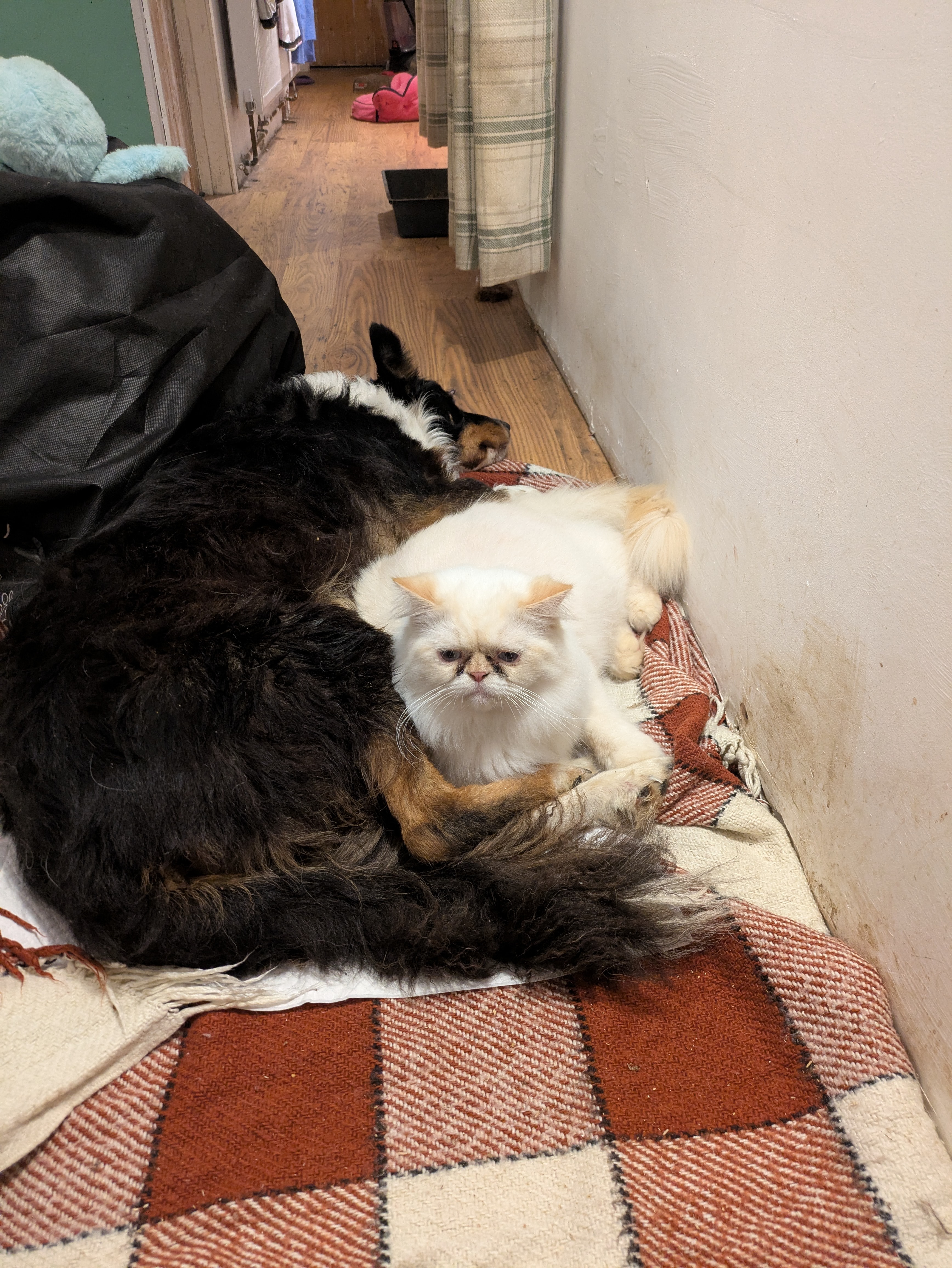 Milo's emergency vet bill and cremation campaign photo, 2 of 4