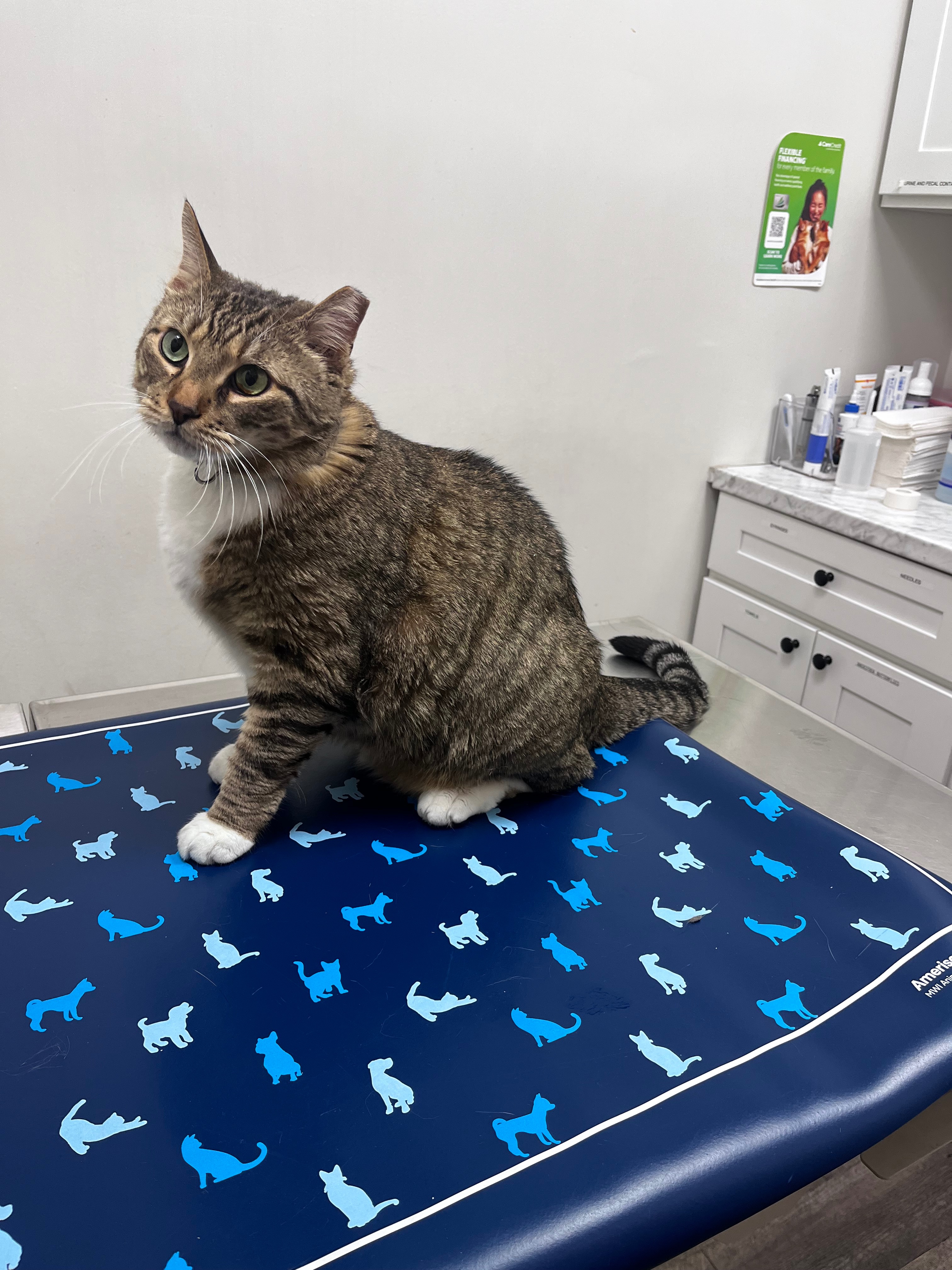 Help Greg the Cat (and his parents) Recover from His Surgery campaign photo, 5 of 6