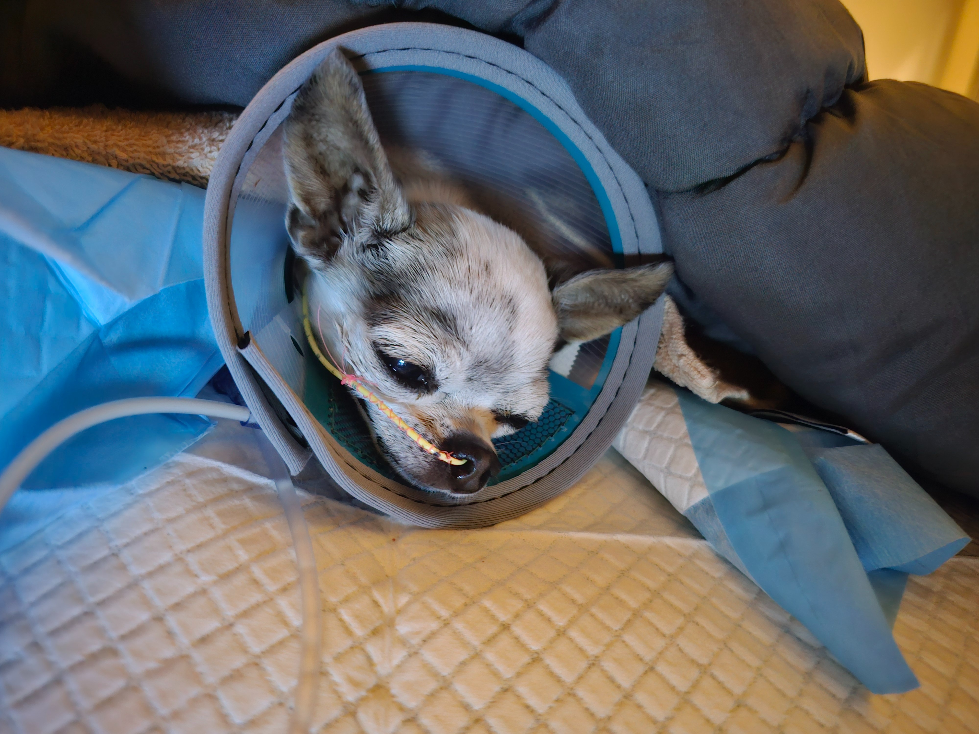Alleviate Lily's emergency medical debt campaign photo, 5 of 8