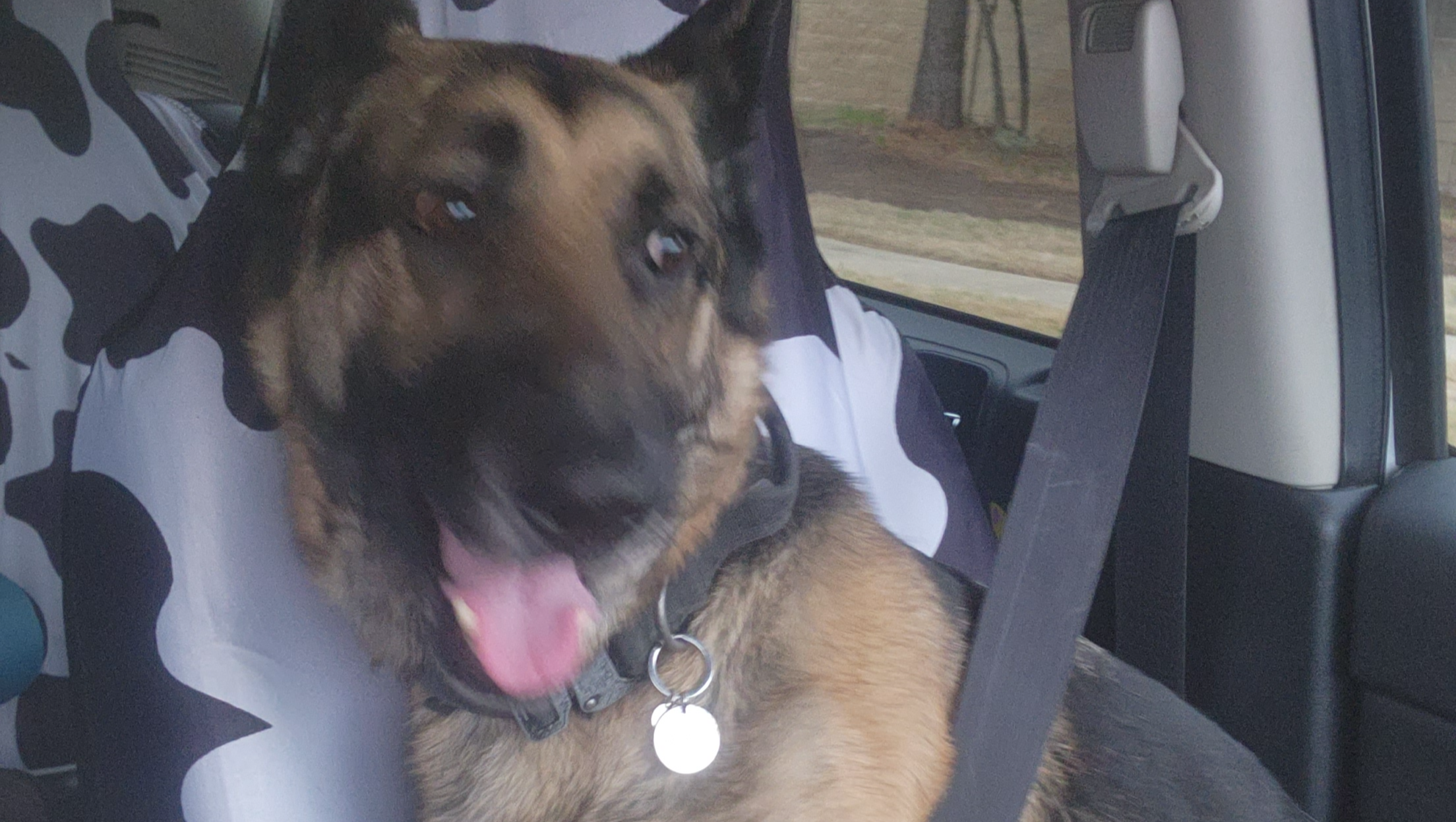 Please help KyeKelley get the vet care she needs! photo