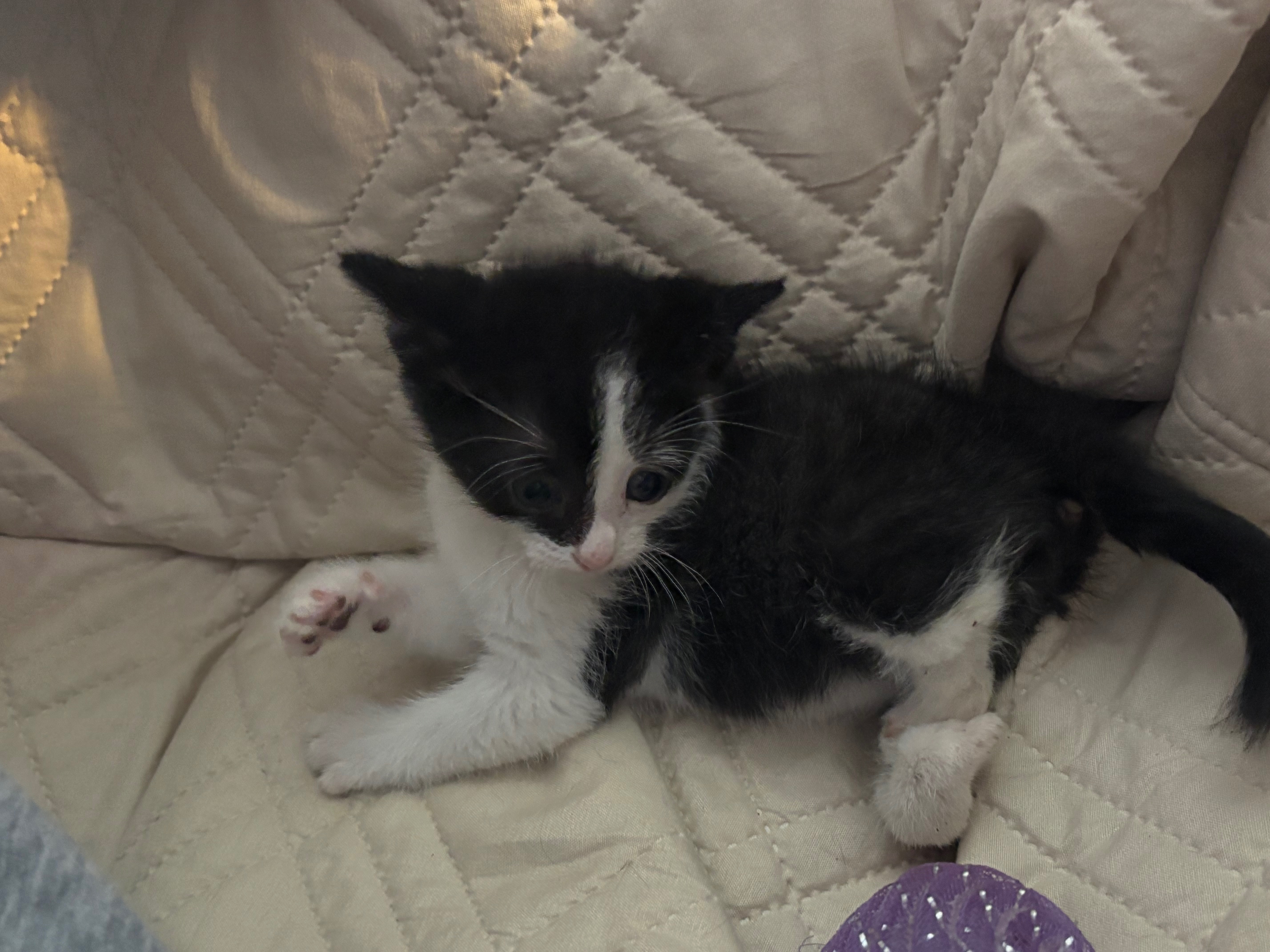 Support Xena's Journey to a Full Life campaign photo, 6 of 8