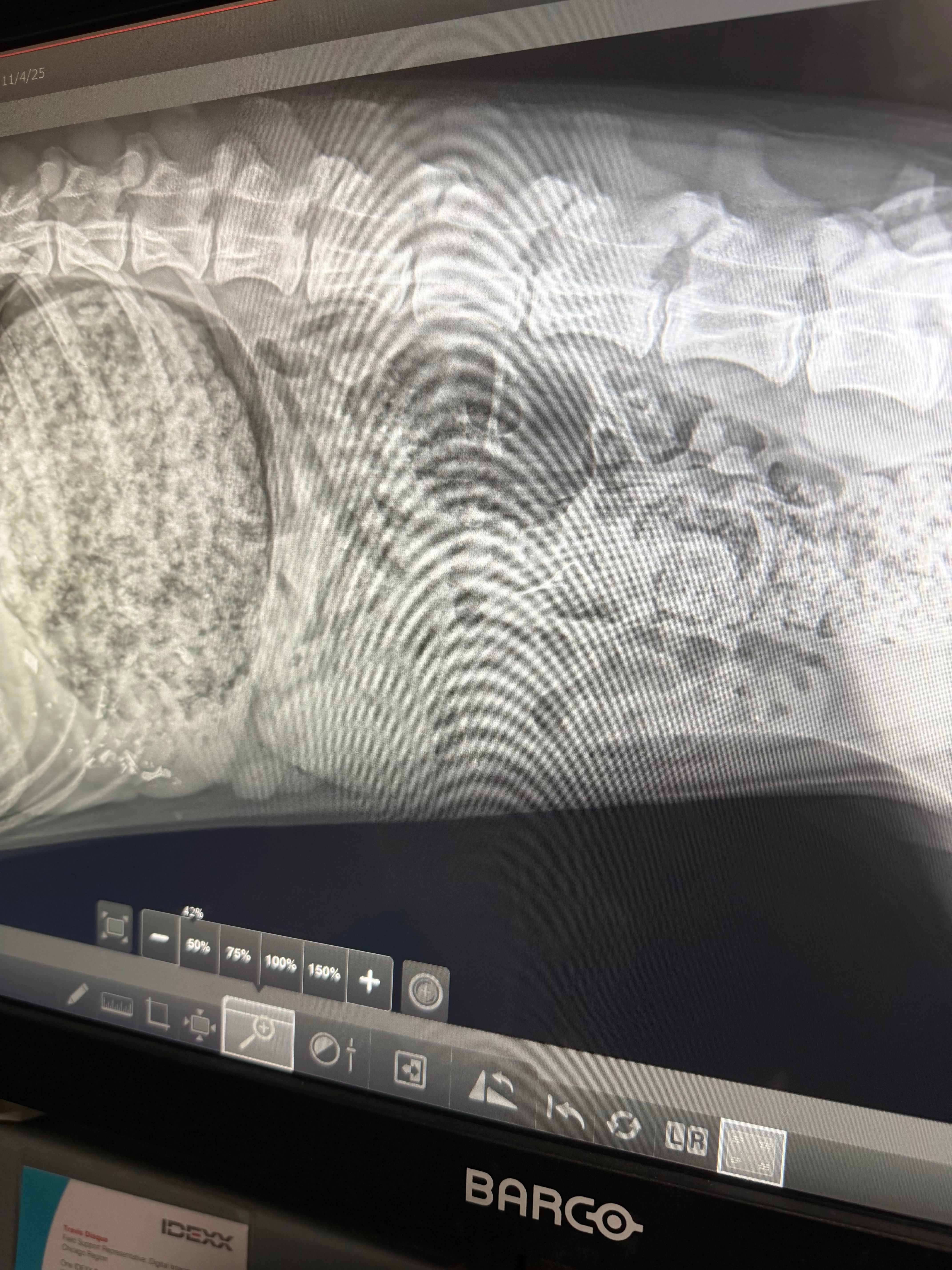 Save Mazzie: Urgent Surgery Needed campaign photo, 2 of 6