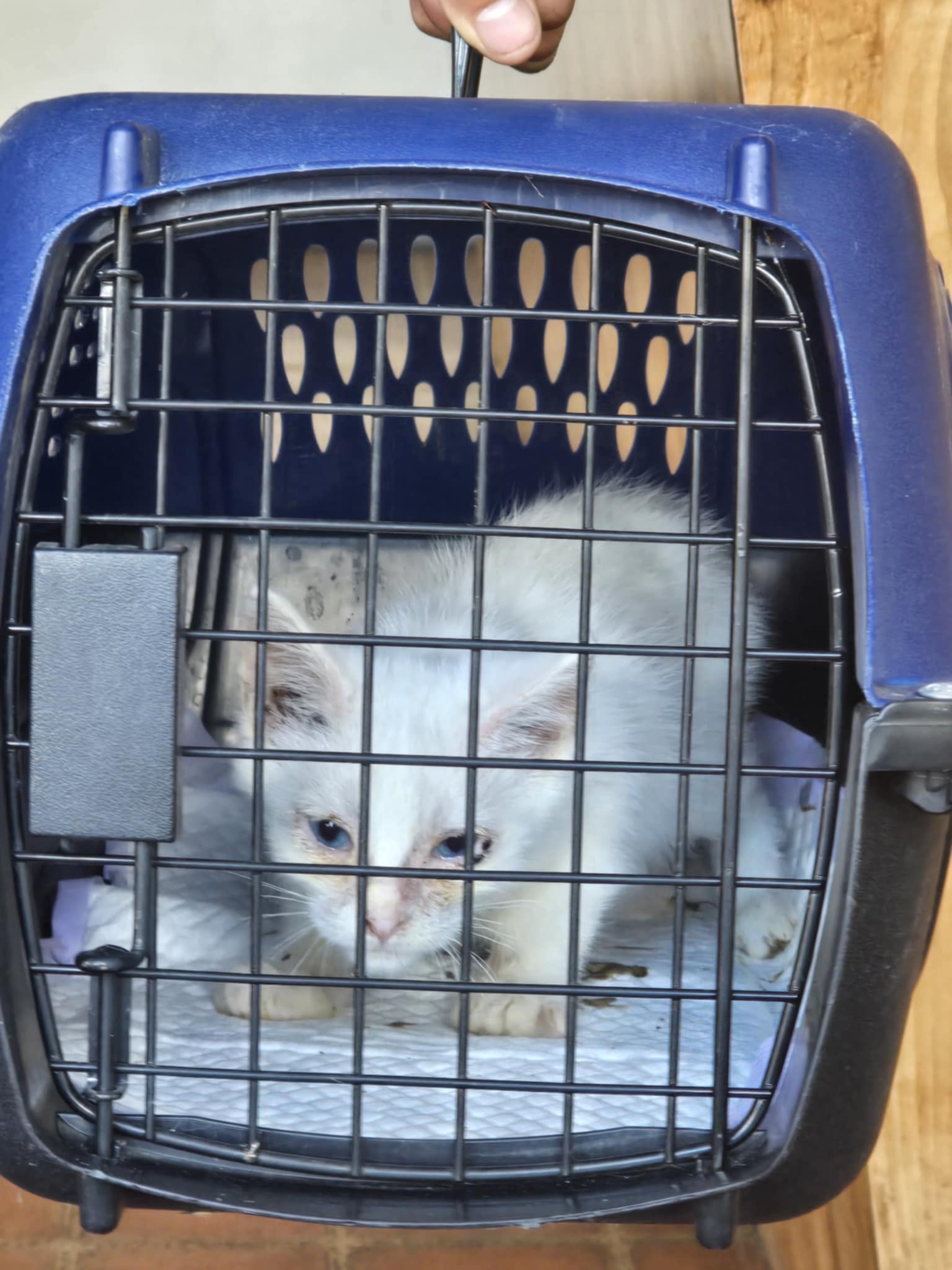 Help Eikichi Overcome Severe Infections campaign photo, 2 of 5