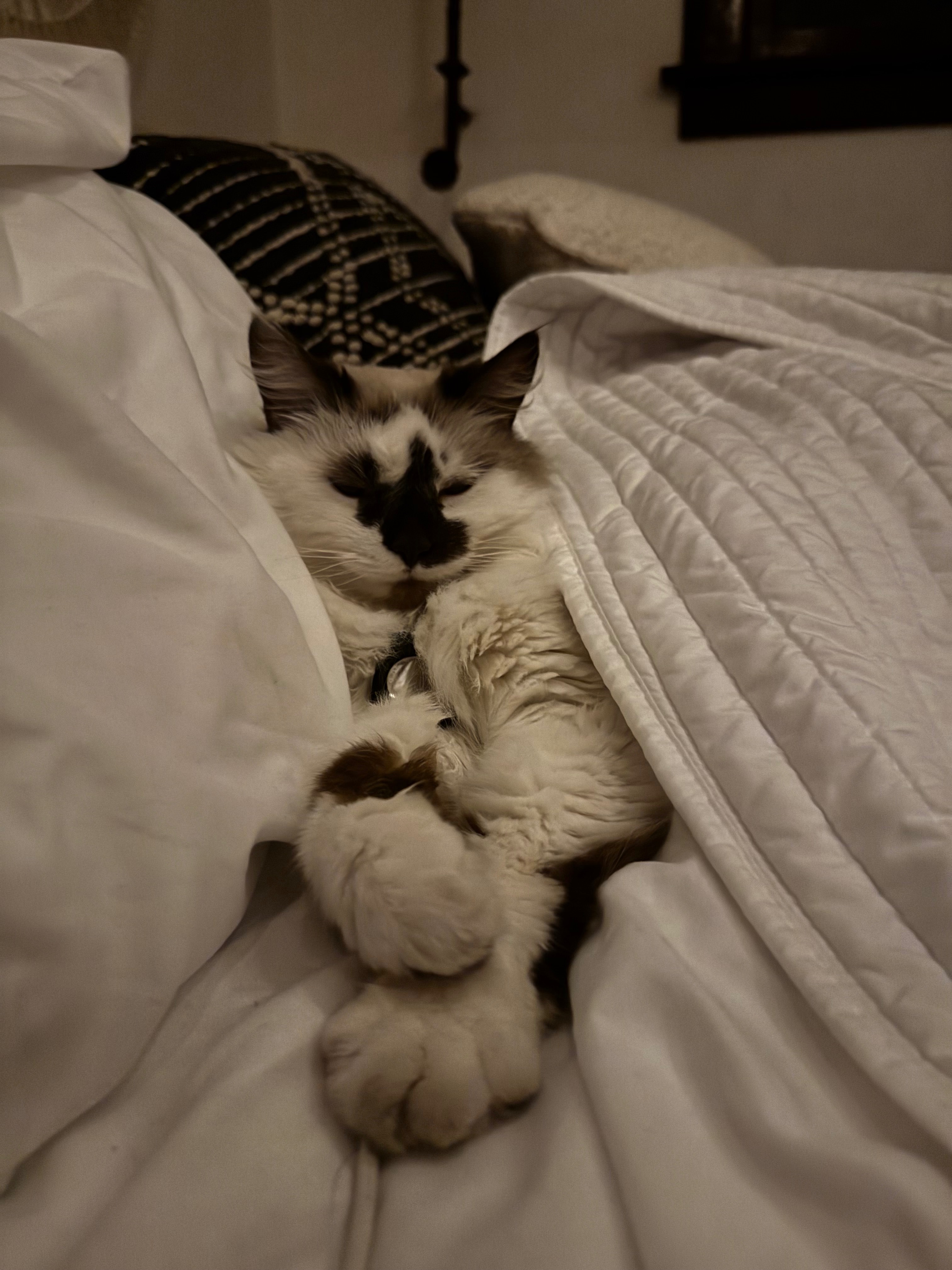 Donate to Save Marshmello's Happy Life campaign photo, 4 of 5