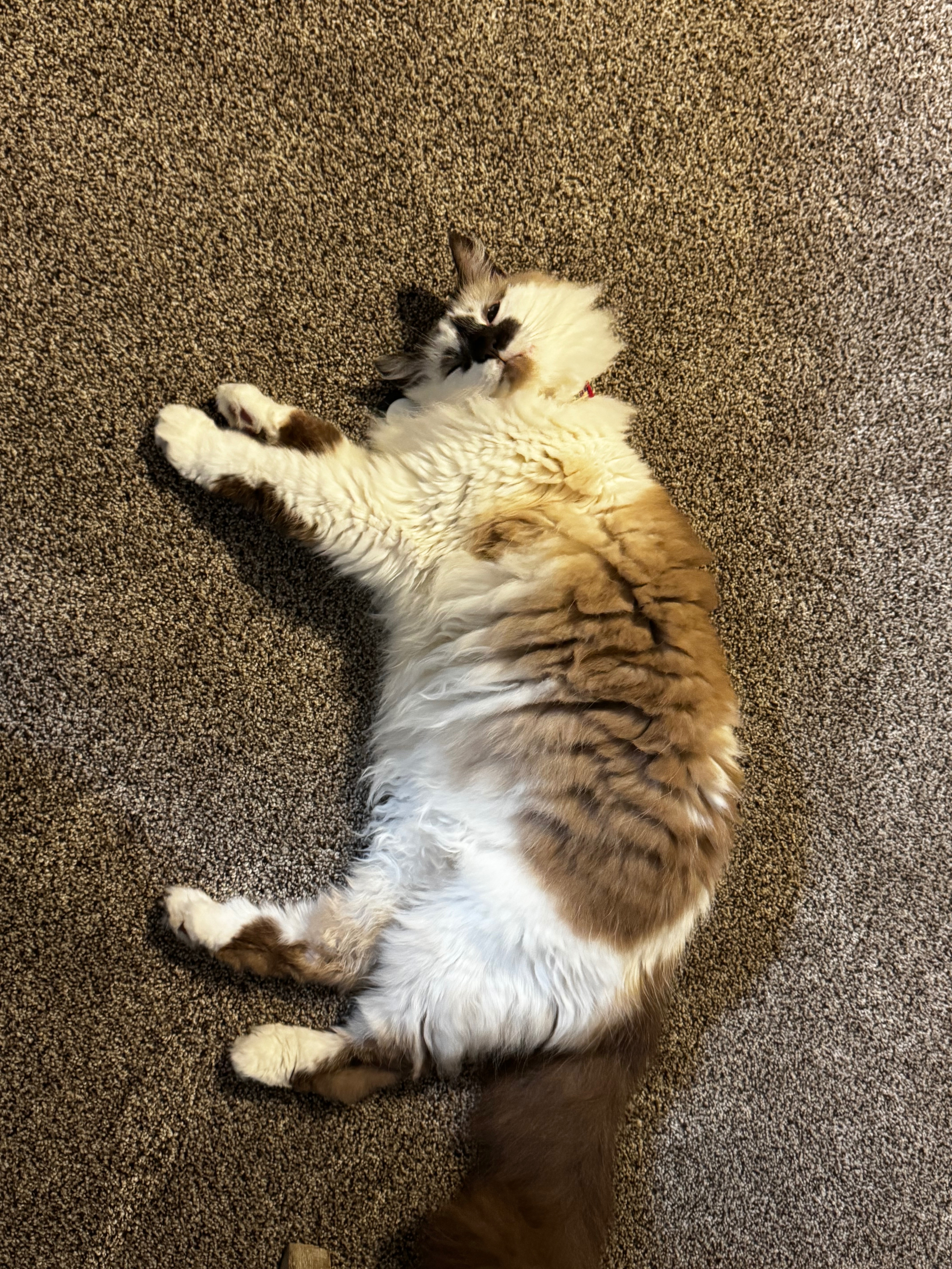 Donate to Save Marshmello's Happy Life campaign photo, 2 of 5
