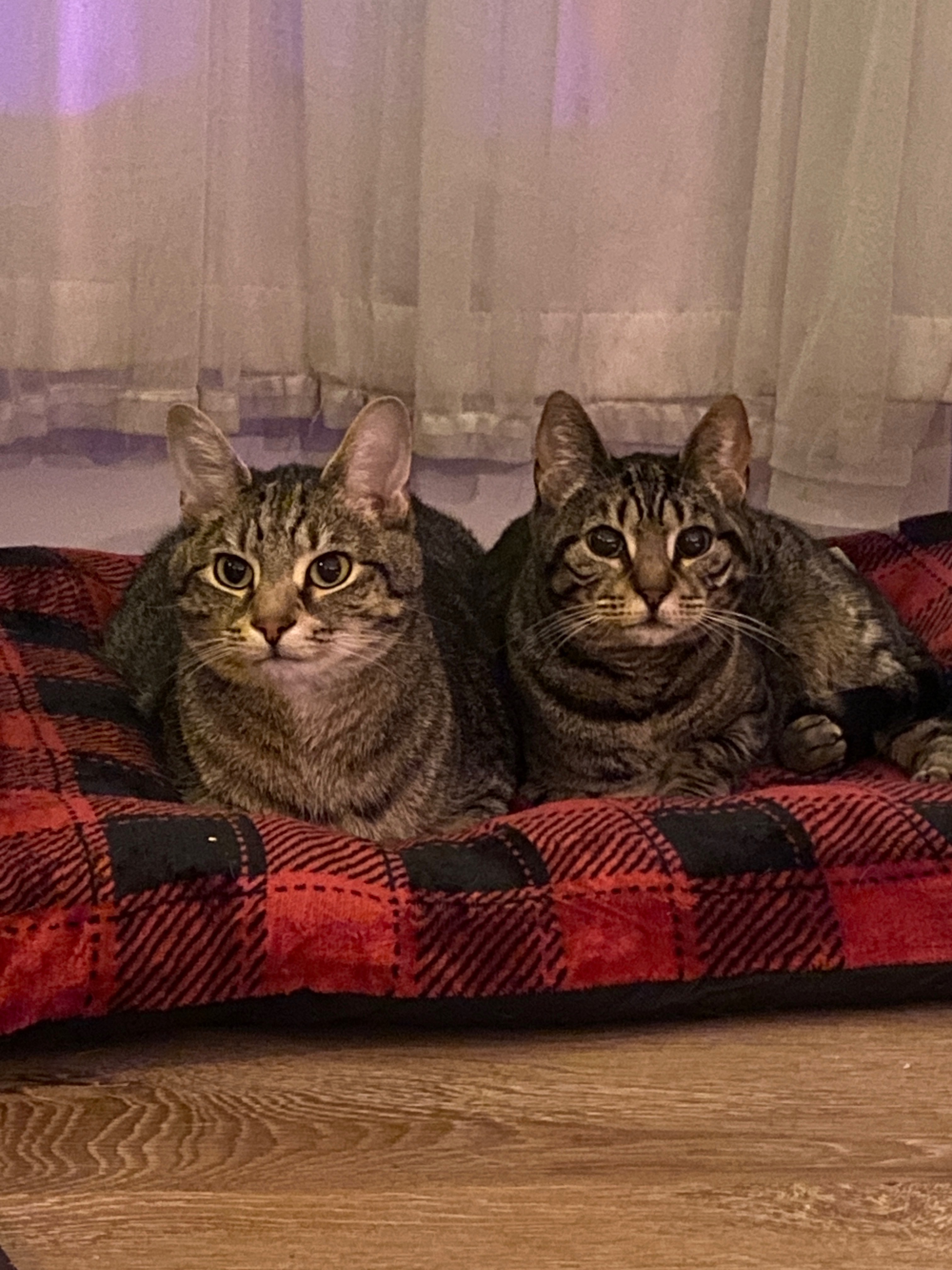 Honoring Saitama: A Memorial for Our Beloved Tabby campaign photo, 7 of 8