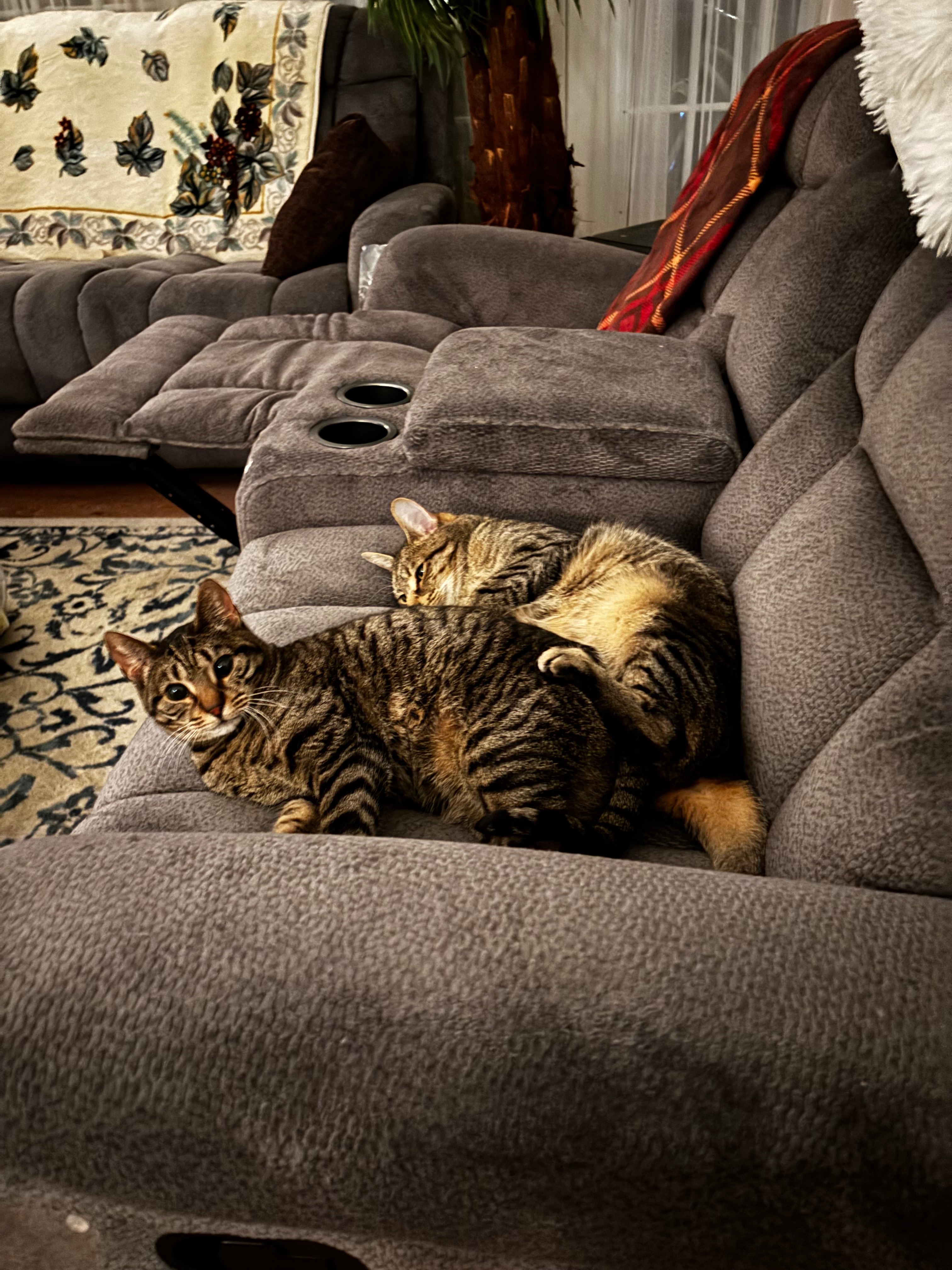 Honoring Saitama: A Memorial for Our Beloved Tabby campaign photo, 2 of 8