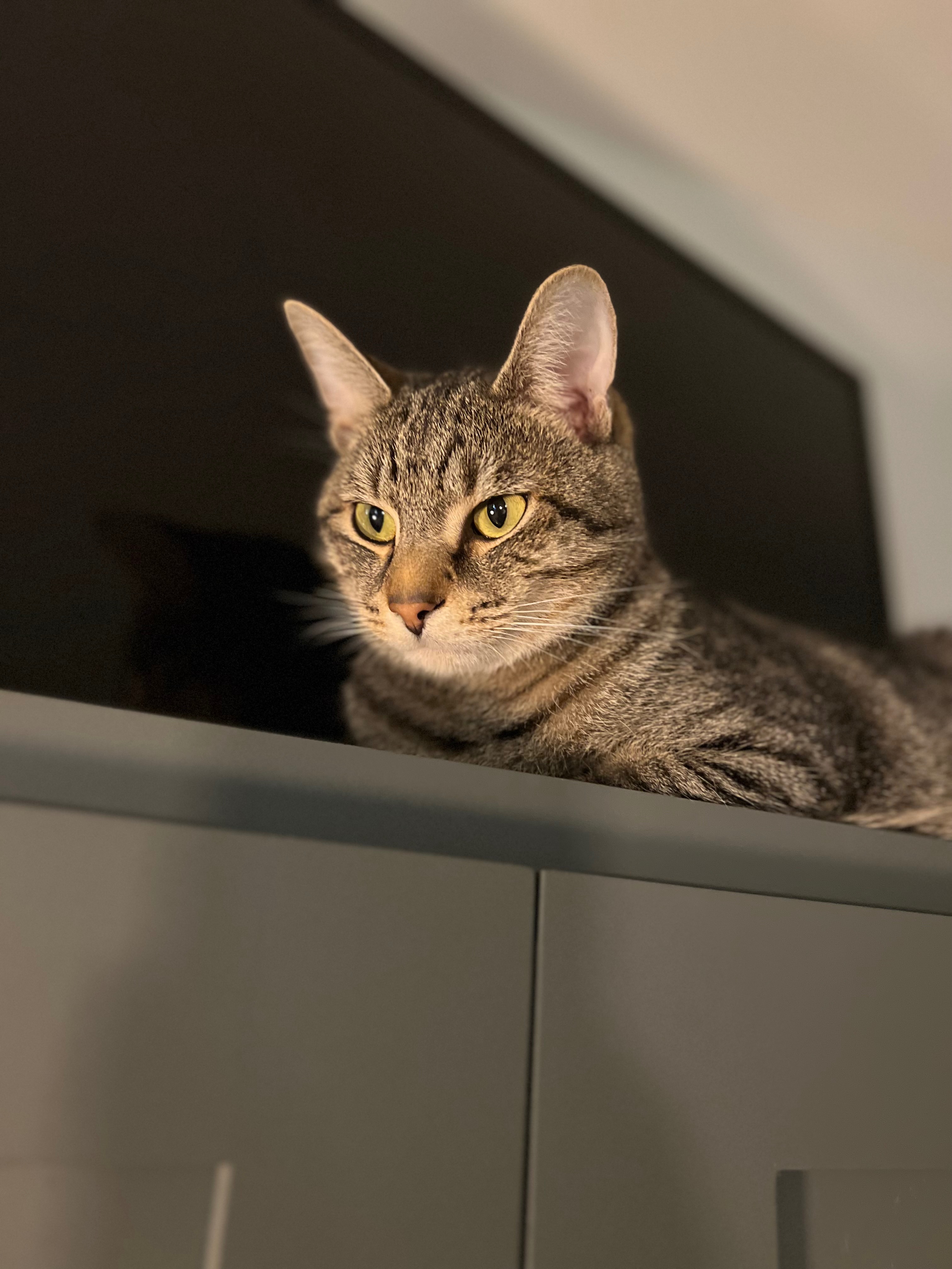 Honoring Saitama: A Memorial for Our Beloved Tabby campaign photo, 4 of 8