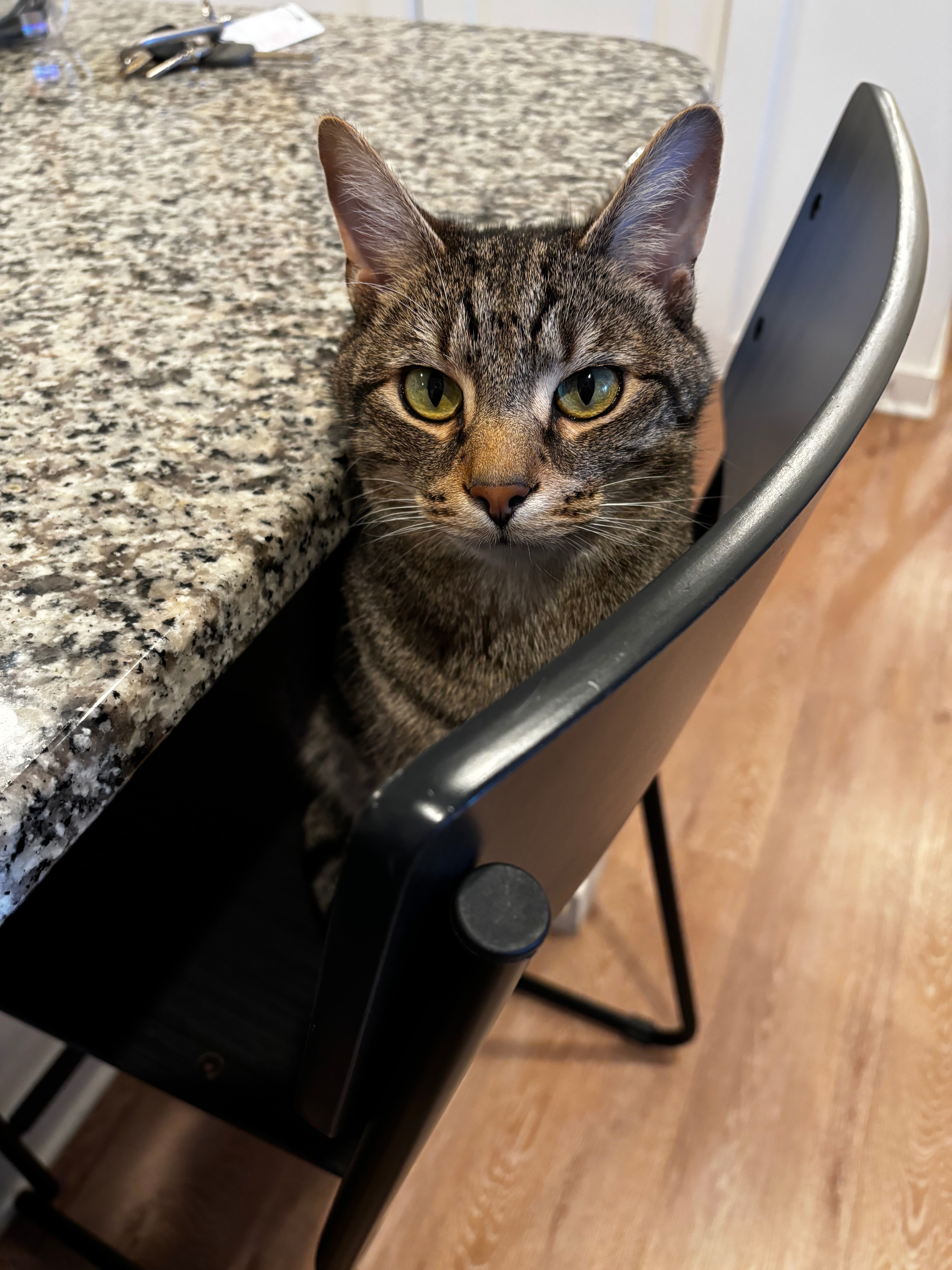 Honoring Saitama: A Memorial for Our Beloved Tabby campaign photo, 5 of 8