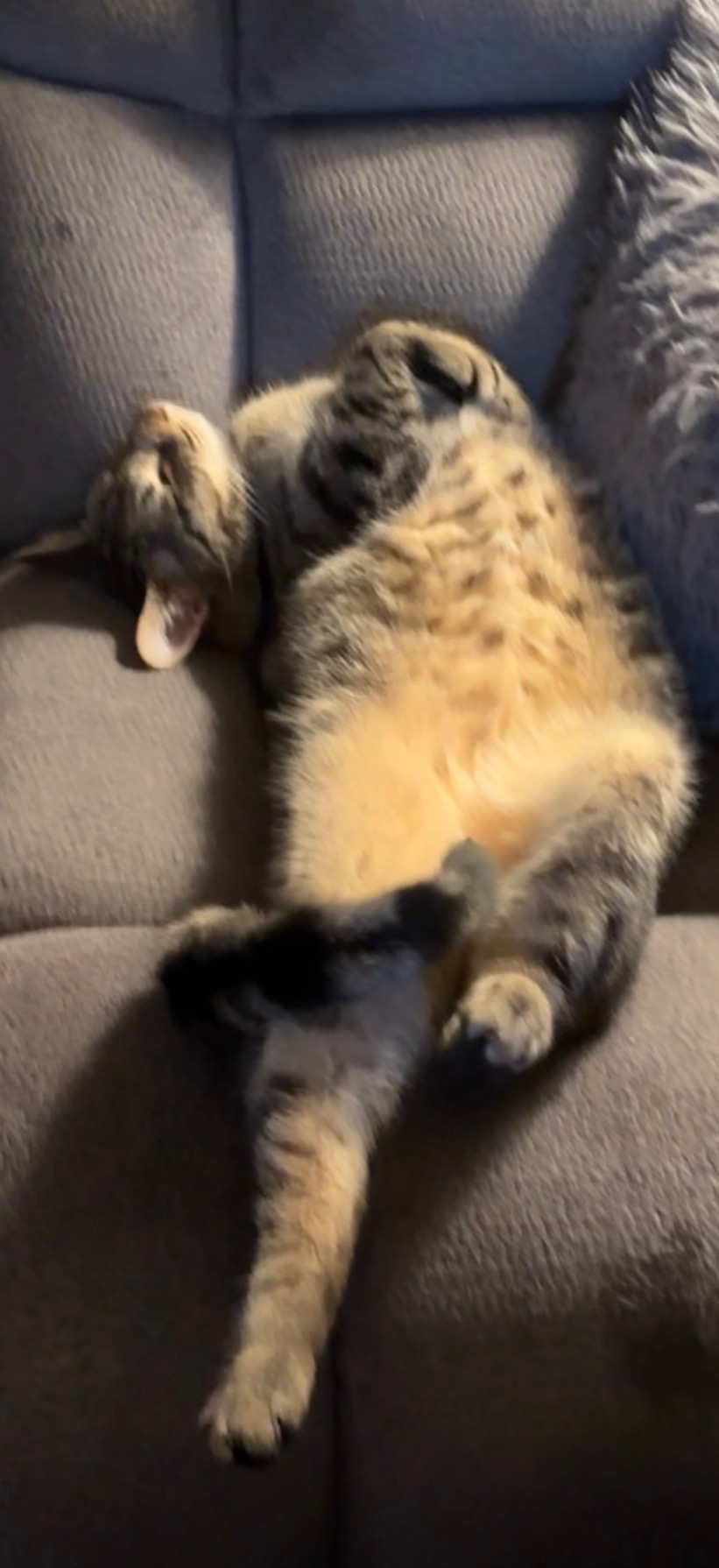 Honoring Saitama: A Memorial for Our Beloved Tabby campaign photo, 6 of 8