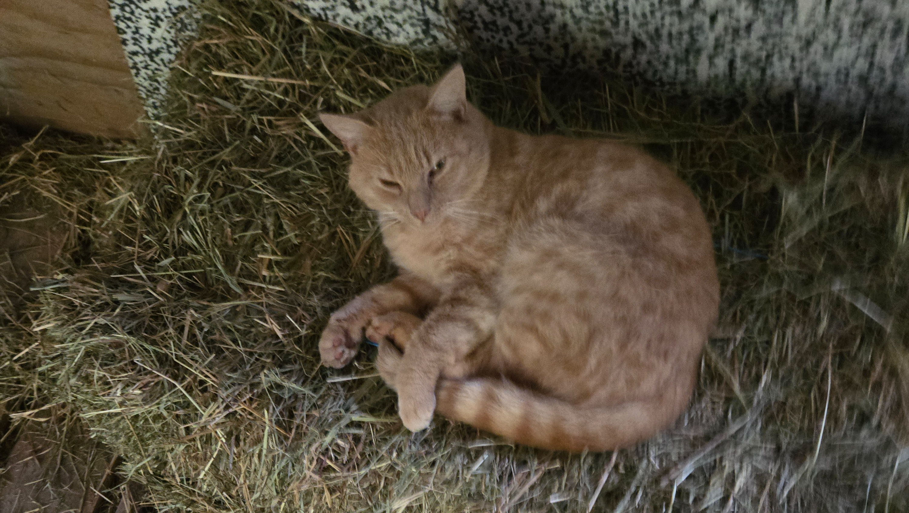 Support Amazing Grace Rescue's Mission photo