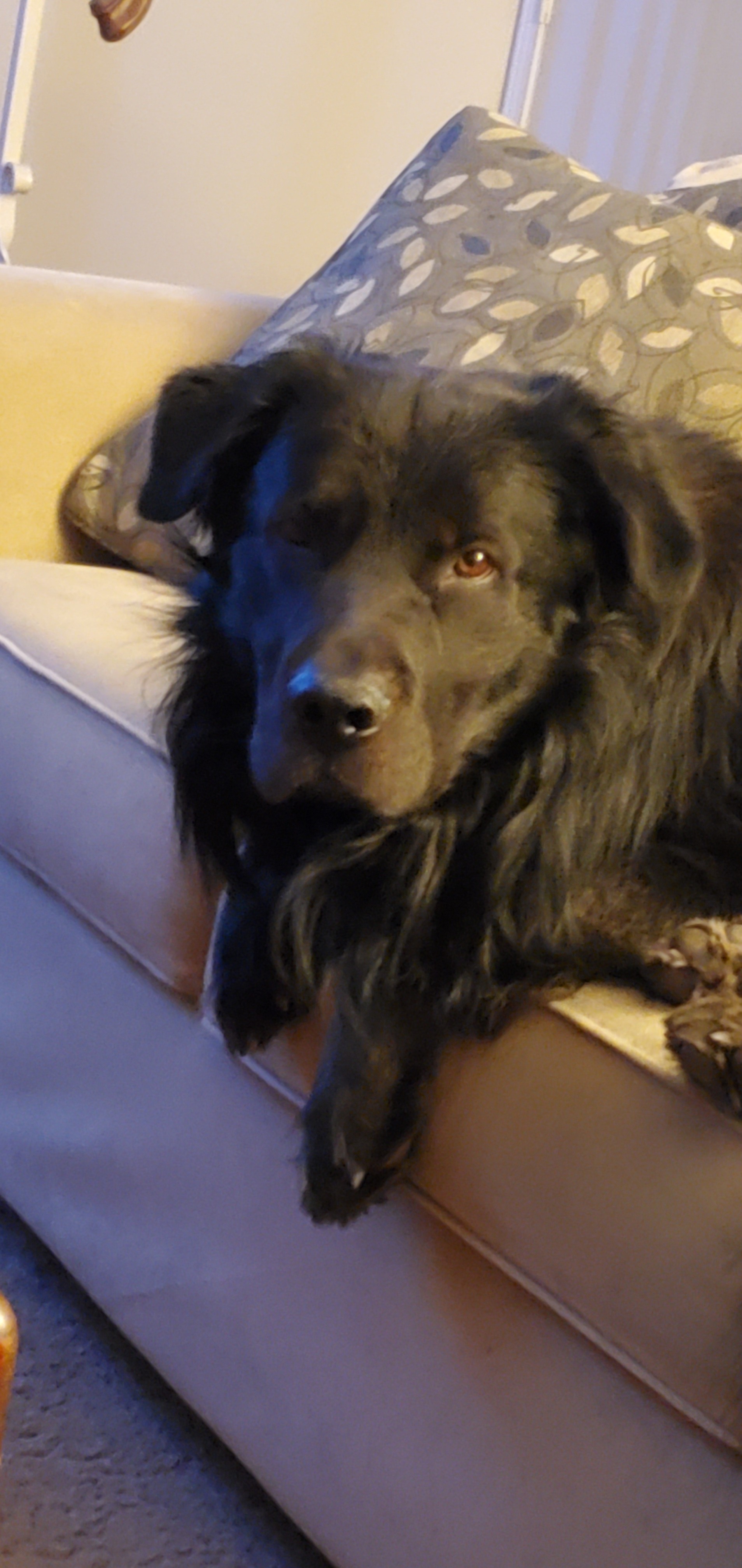 Help Echo Walk Again: Surgery Needed campaign photo, 2 of 8