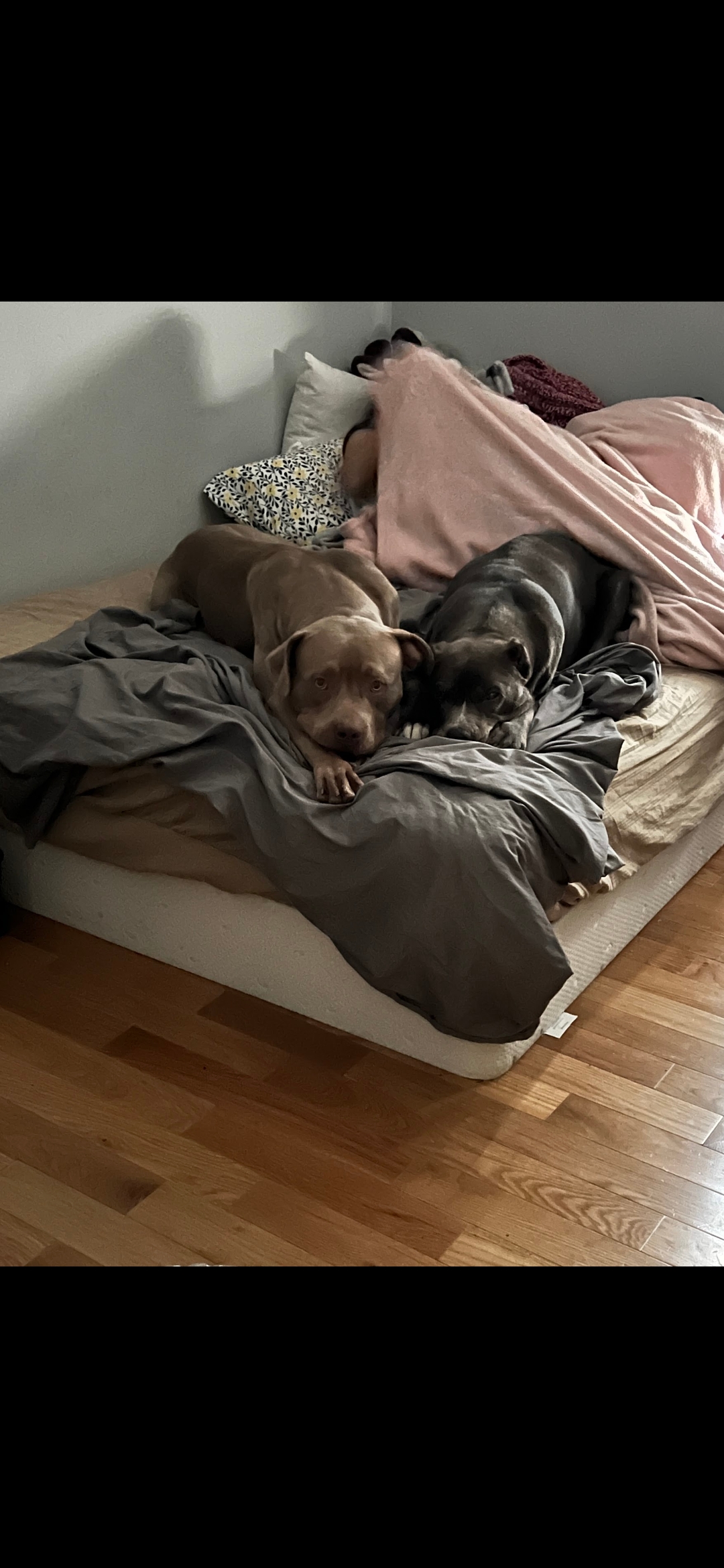 Support Nala's Journey to Health and Comfort campaign photo, 6 of 7