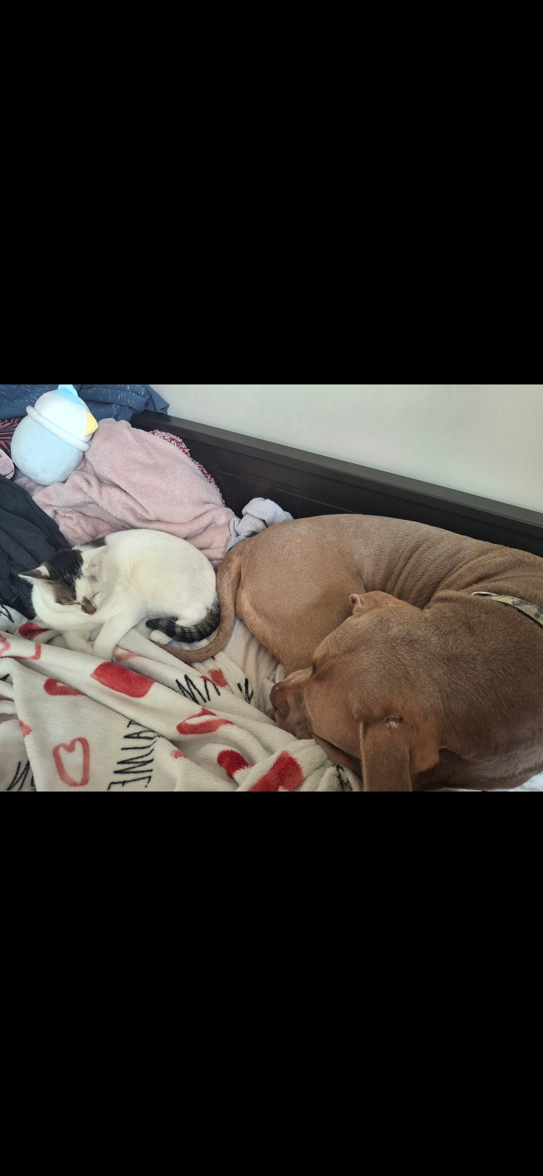 Support Nala's Journey to Health and Comfort campaign photo, 2 of 7