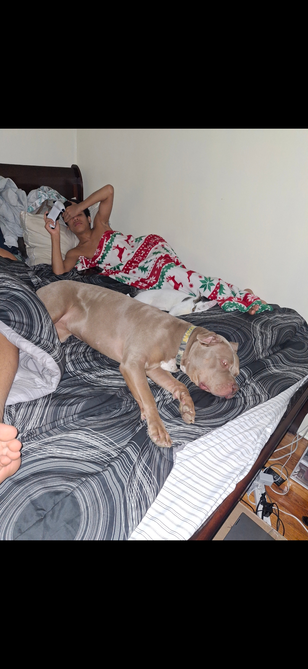 Support Nala's Journey to Health and Comfort campaign photo, 5 of 7