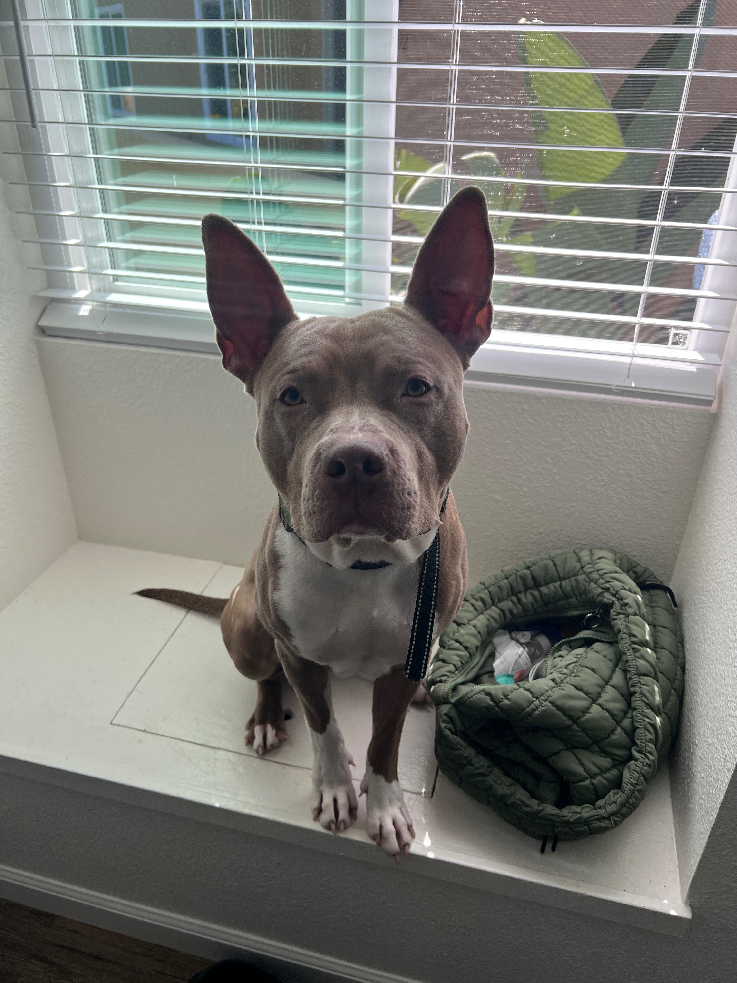 Donate to Save Groot's Life campaign photo, 2 of 7