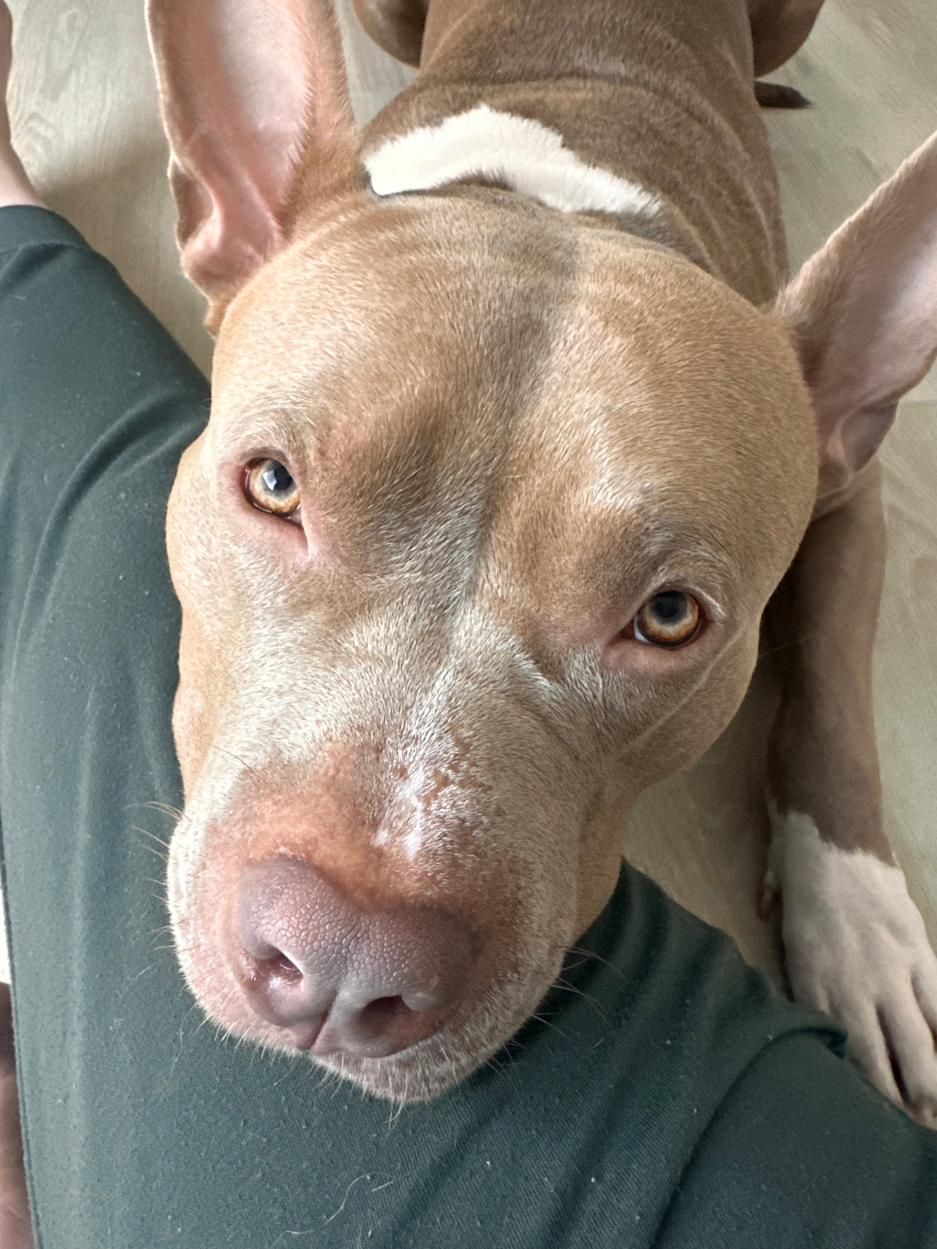 Donate to Save Groot's Life campaign photo, 5 of 7