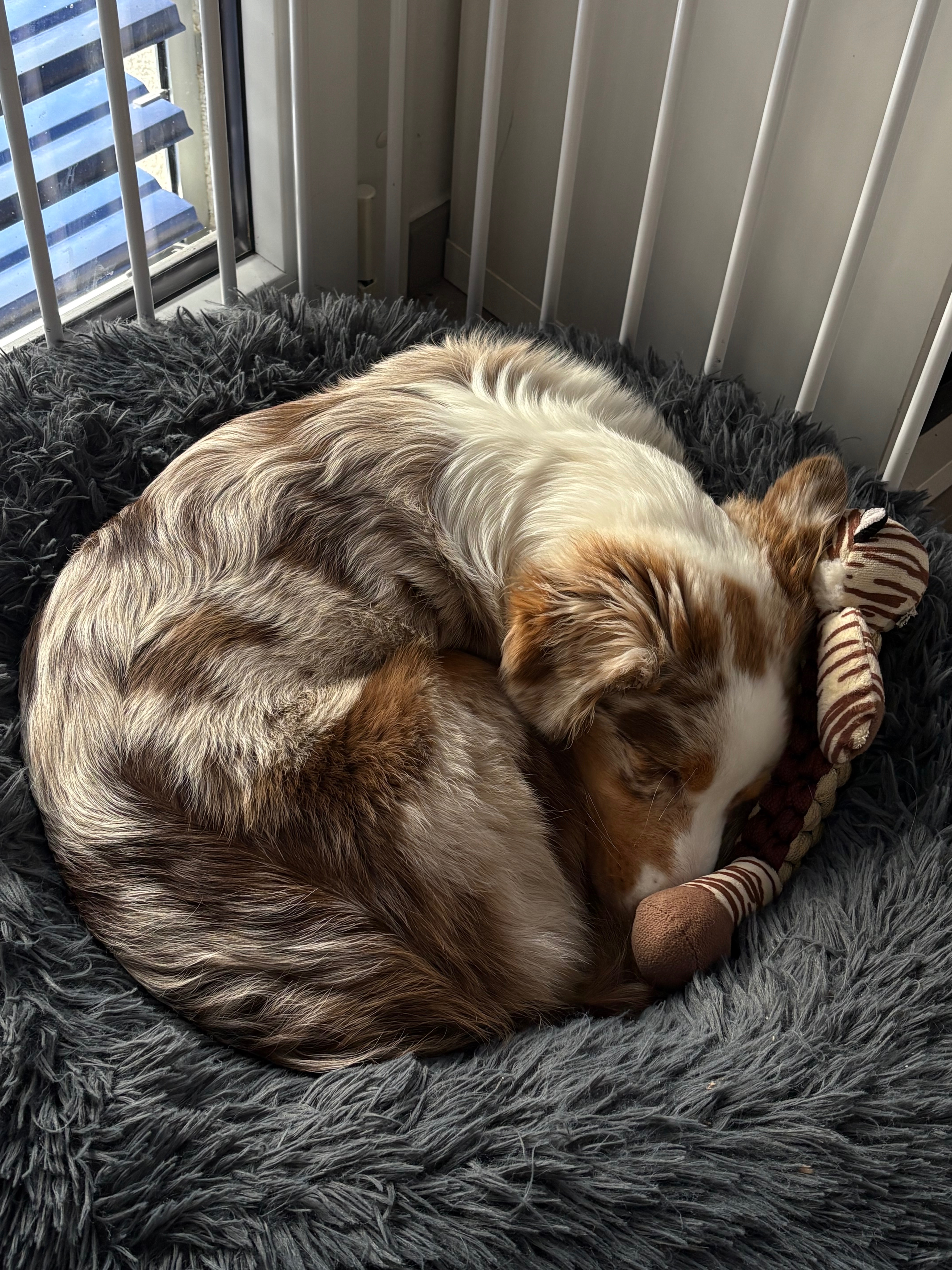 Hilf Luana - Ausbildung eines psychischen Assistenzhund campaign photo, 5 of 7