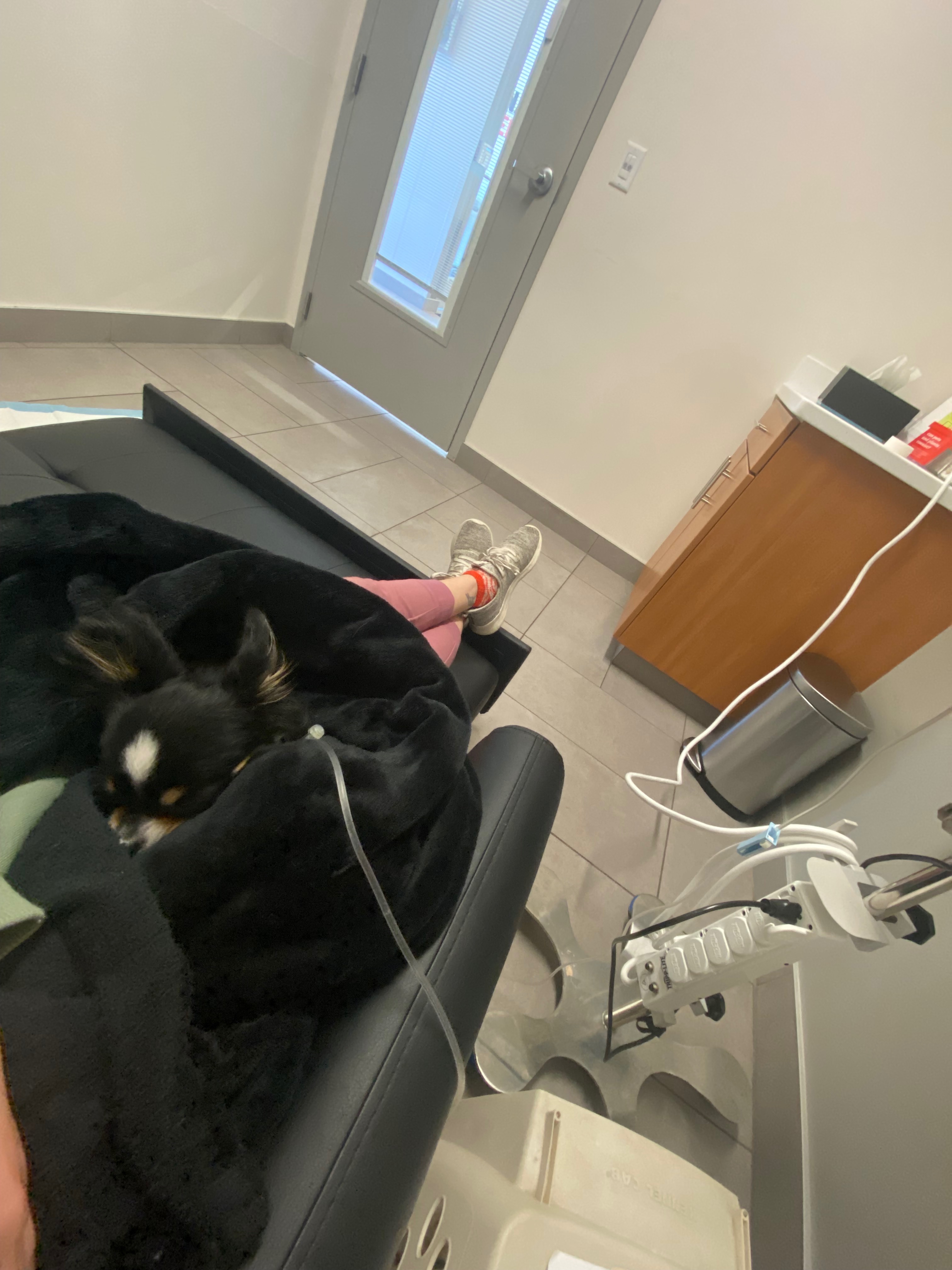 Help Noodle Recover from Emergency Vet Visit campaign photo, 4 of 5