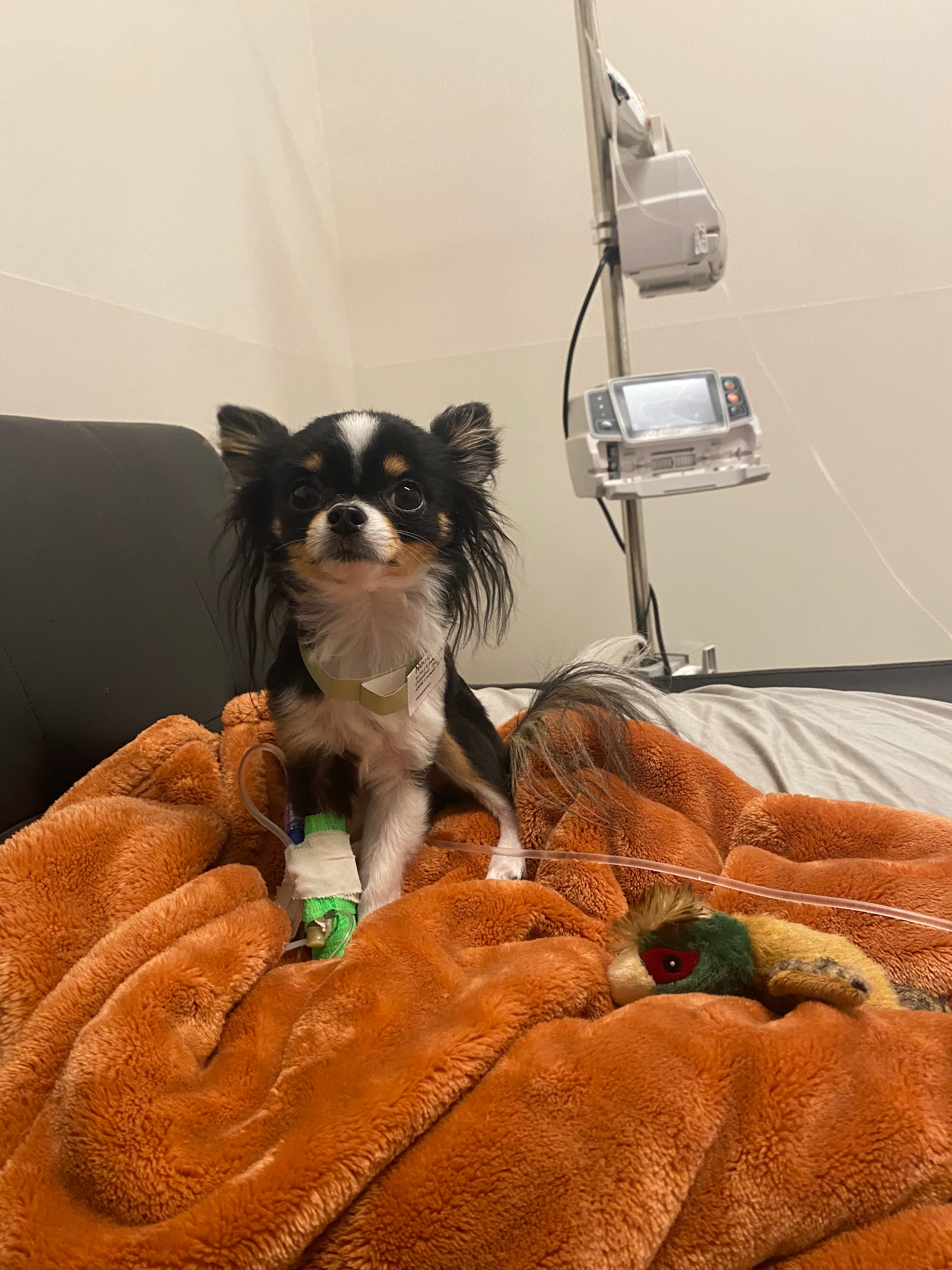 Help Noodle Recover from Emergency Vet Visit campaign photo, 2 of 5
