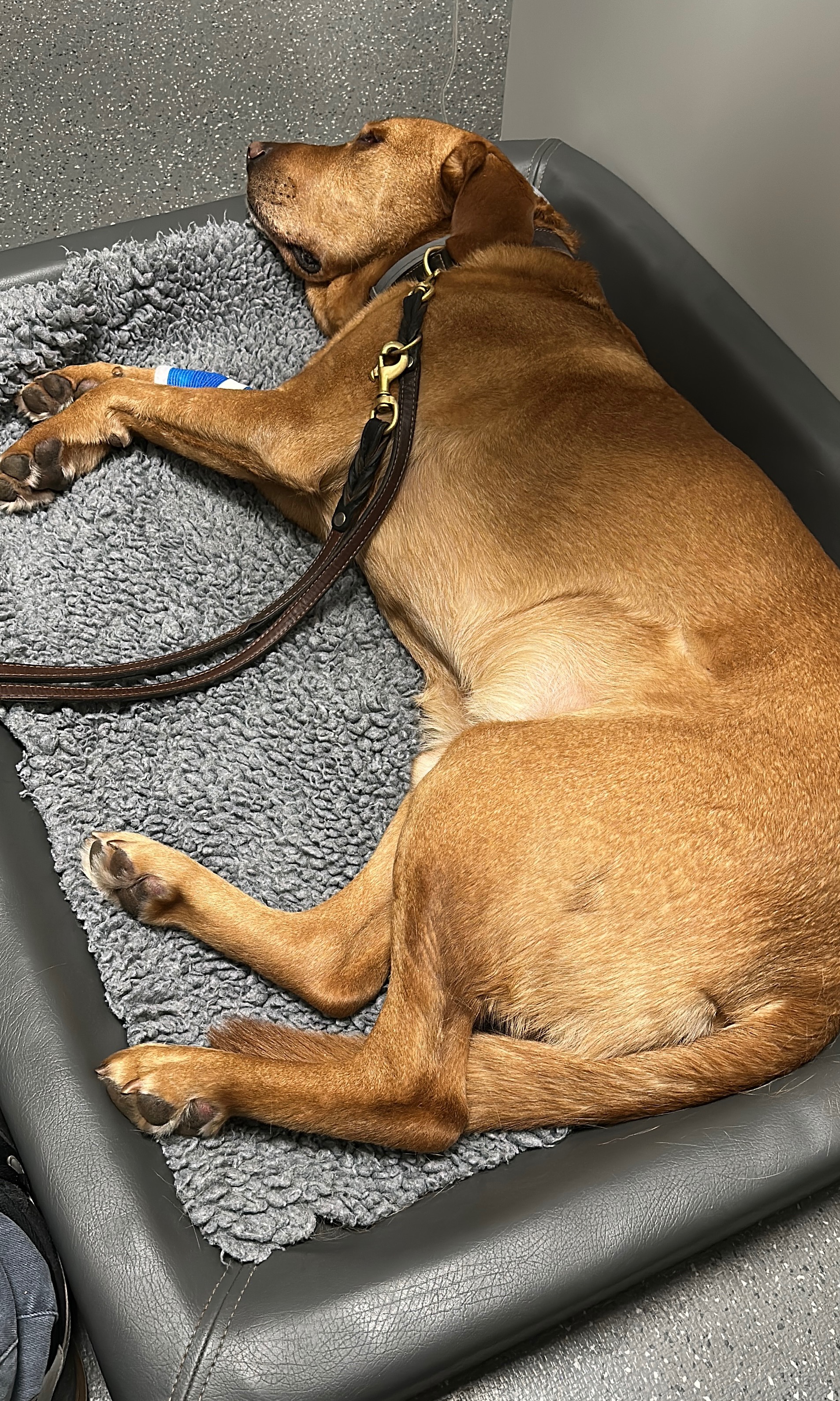 Woody & Balou im Herzen – kleine Fellfamilie braucht Hilfe campaign photo, 7 of 8