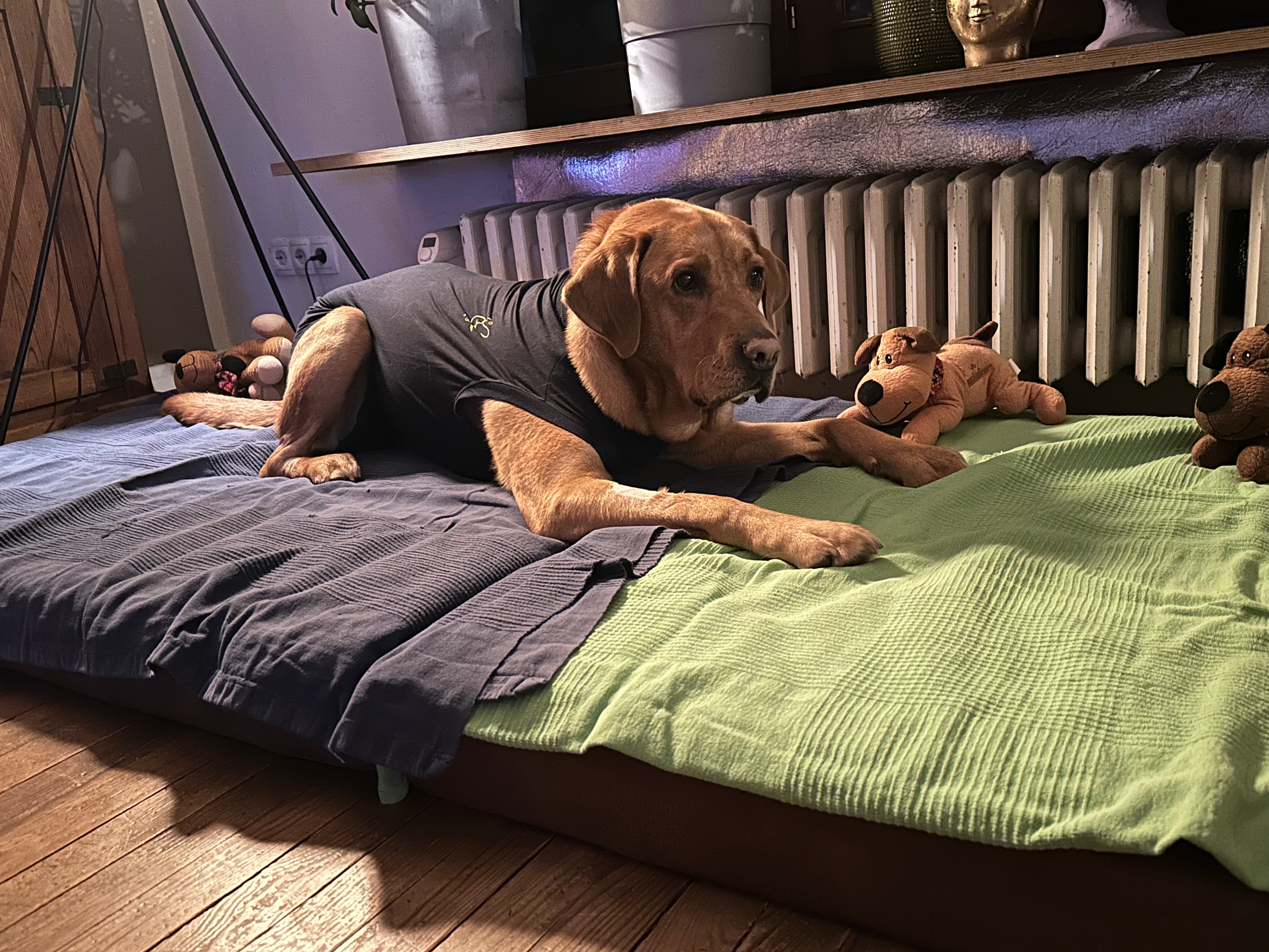 Woody & Balou im Herzen – kleine Fellfamilie braucht Hilfe campaign photo, 2 of 8