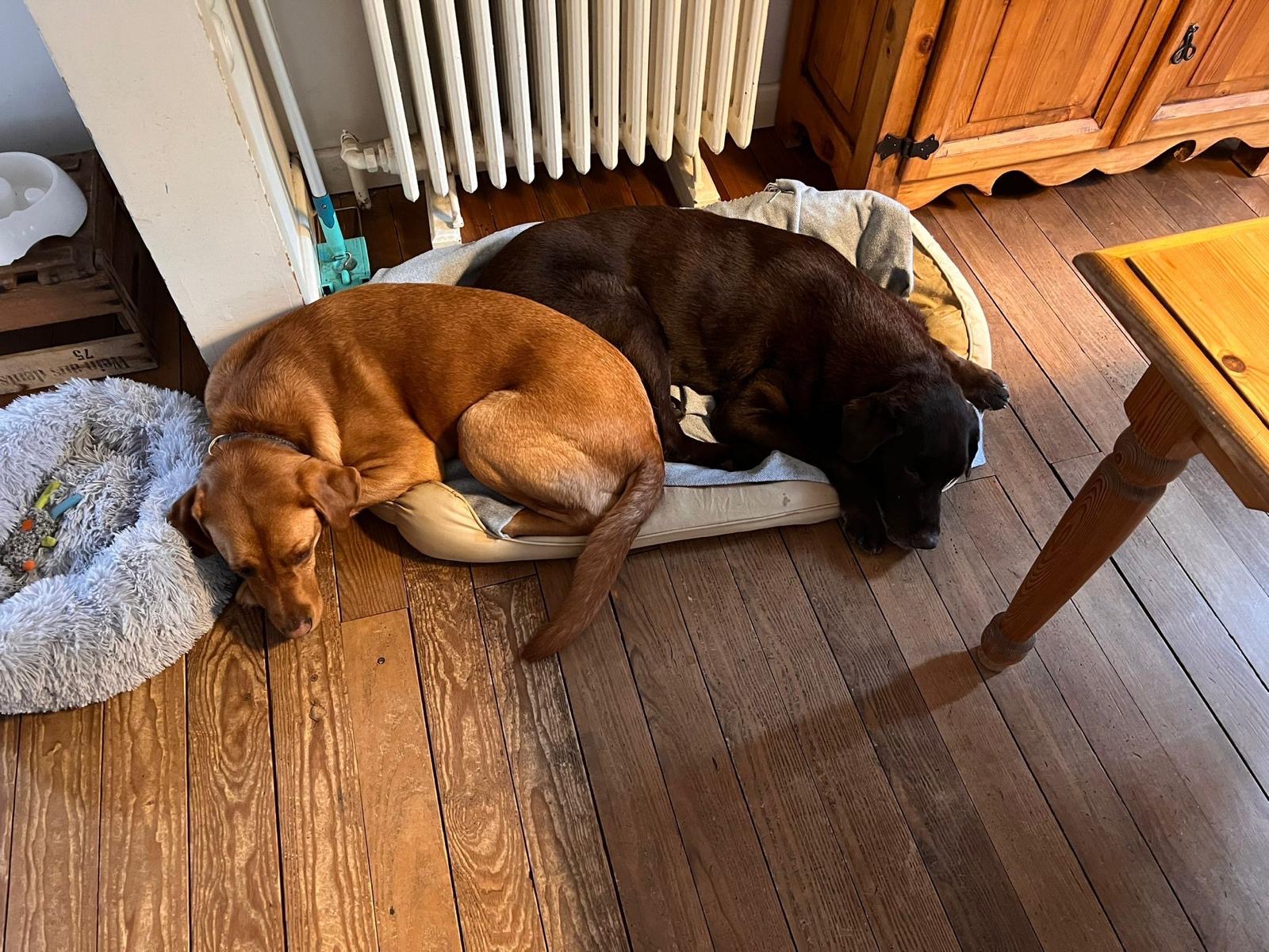 Woody & Balou im Herzen – kleine Fellfamilie braucht Hilfe campaign photo, 4 of 8
