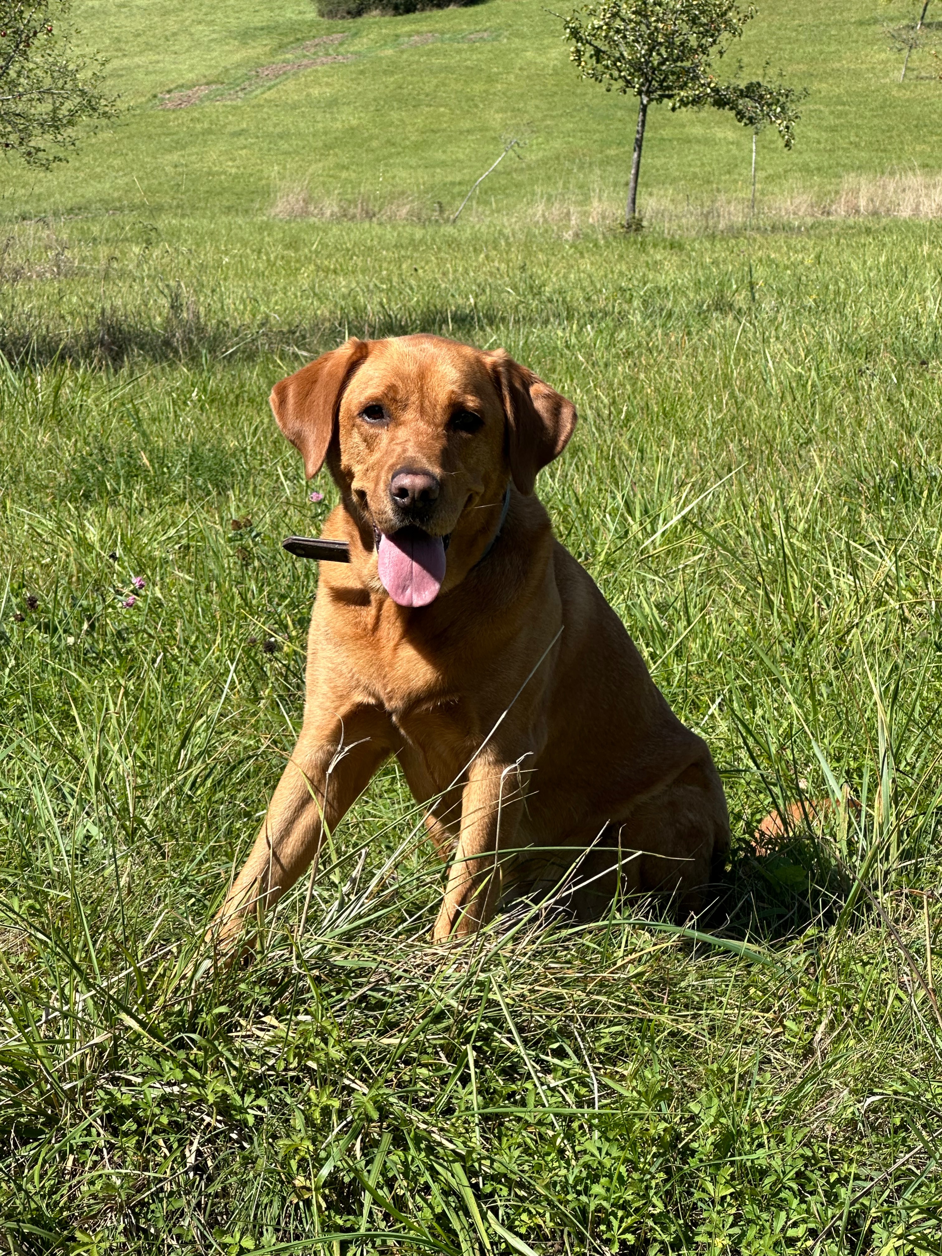 Woody & Balou im Herzen – kleine Fellfamilie braucht Hilfe campaign photo, 5 of 8