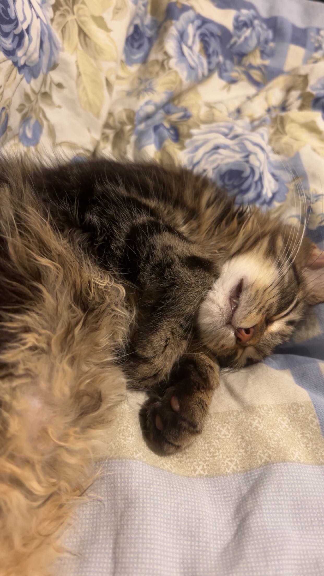 help get simba’s life saving FIP treatment campaign photo, 7 of 7