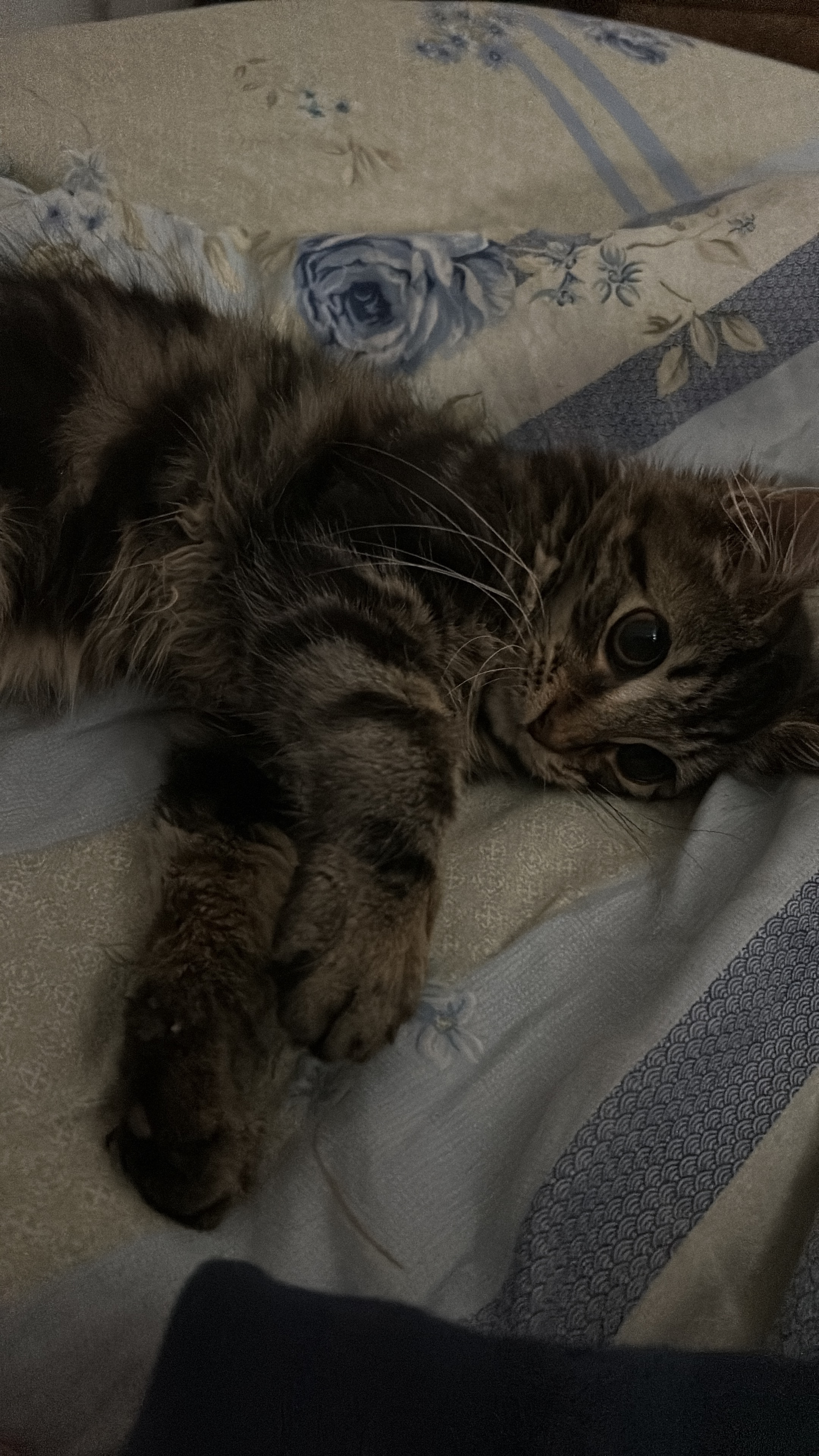 help get simba’s life saving FIP treatment campaign photo, 2 of 7