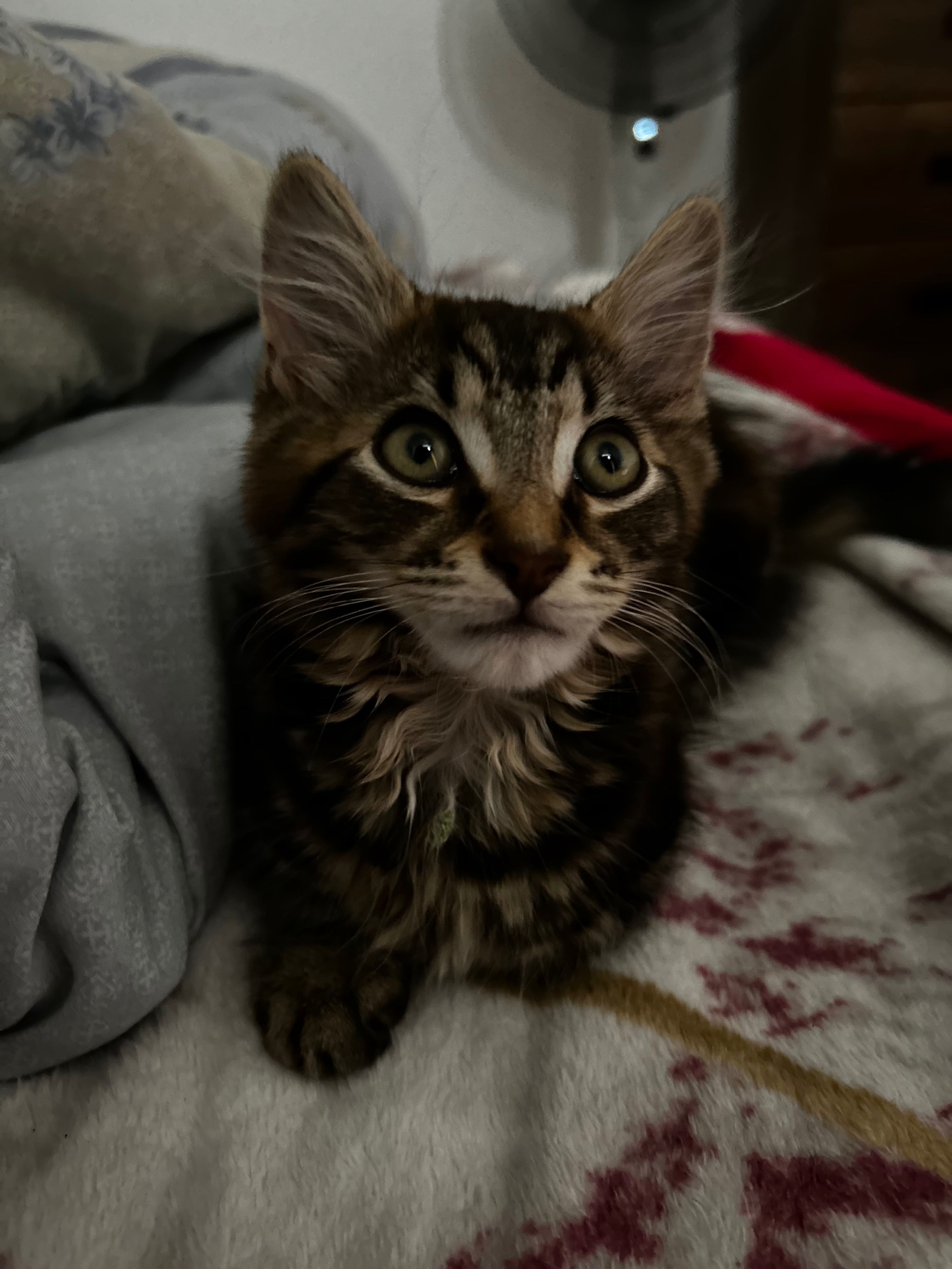 help get simba’s life saving FIP treatment campaign photo, 4 of 7