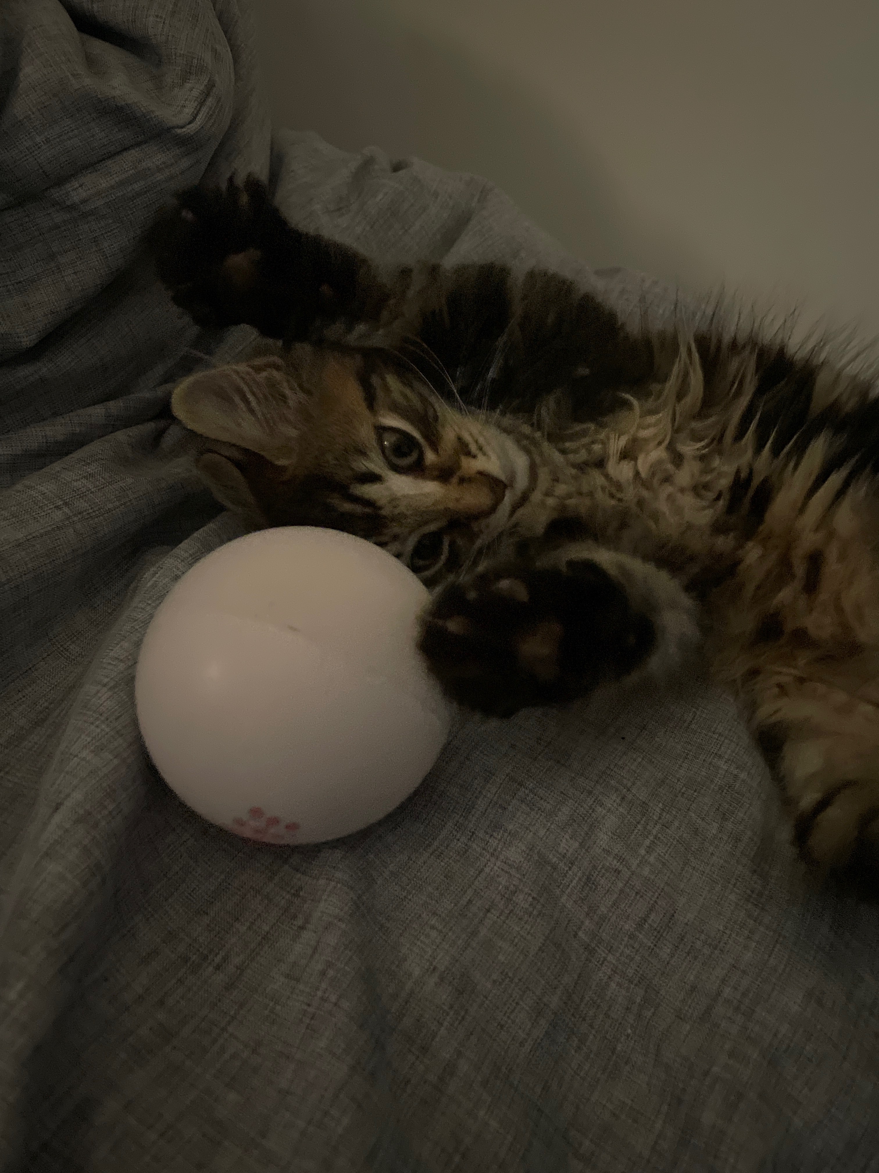 help get simba’s life saving FIP treatment campaign photo, 5 of 7