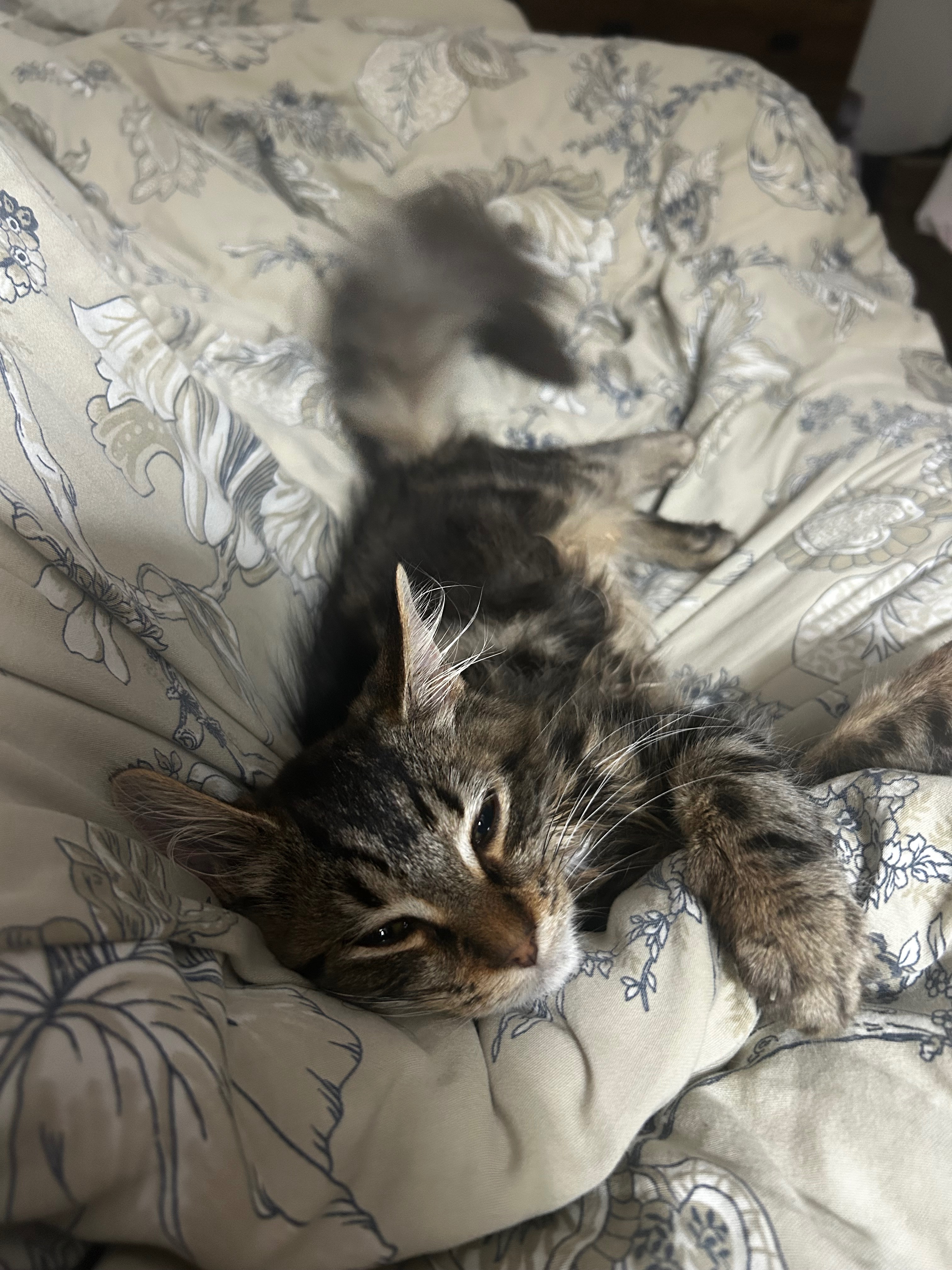 help get simba’s life saving FIP treatment campaign photo, 6 of 7