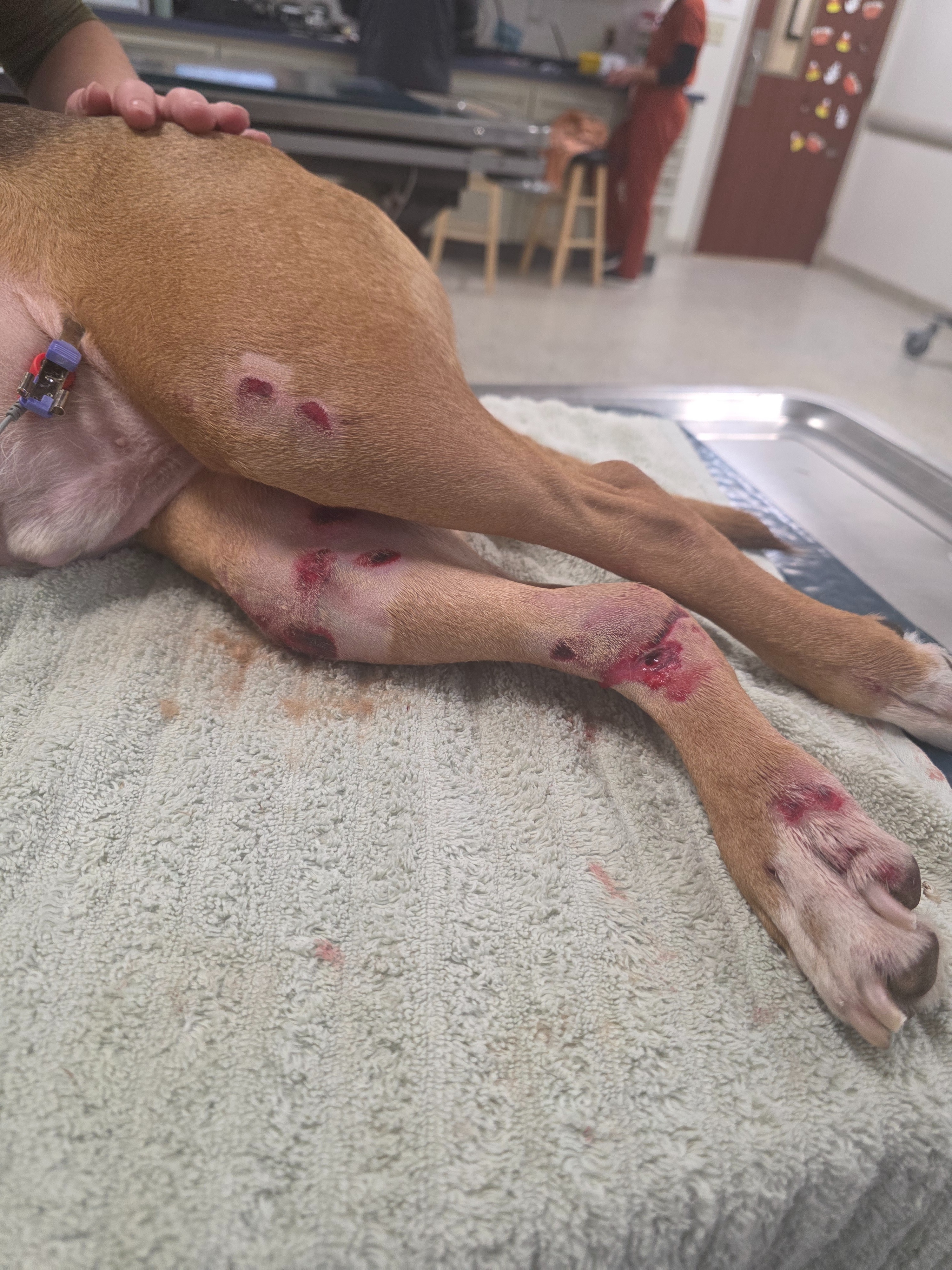 Help Bishop Recover from Hit and Run campaign photo, 4 of 5