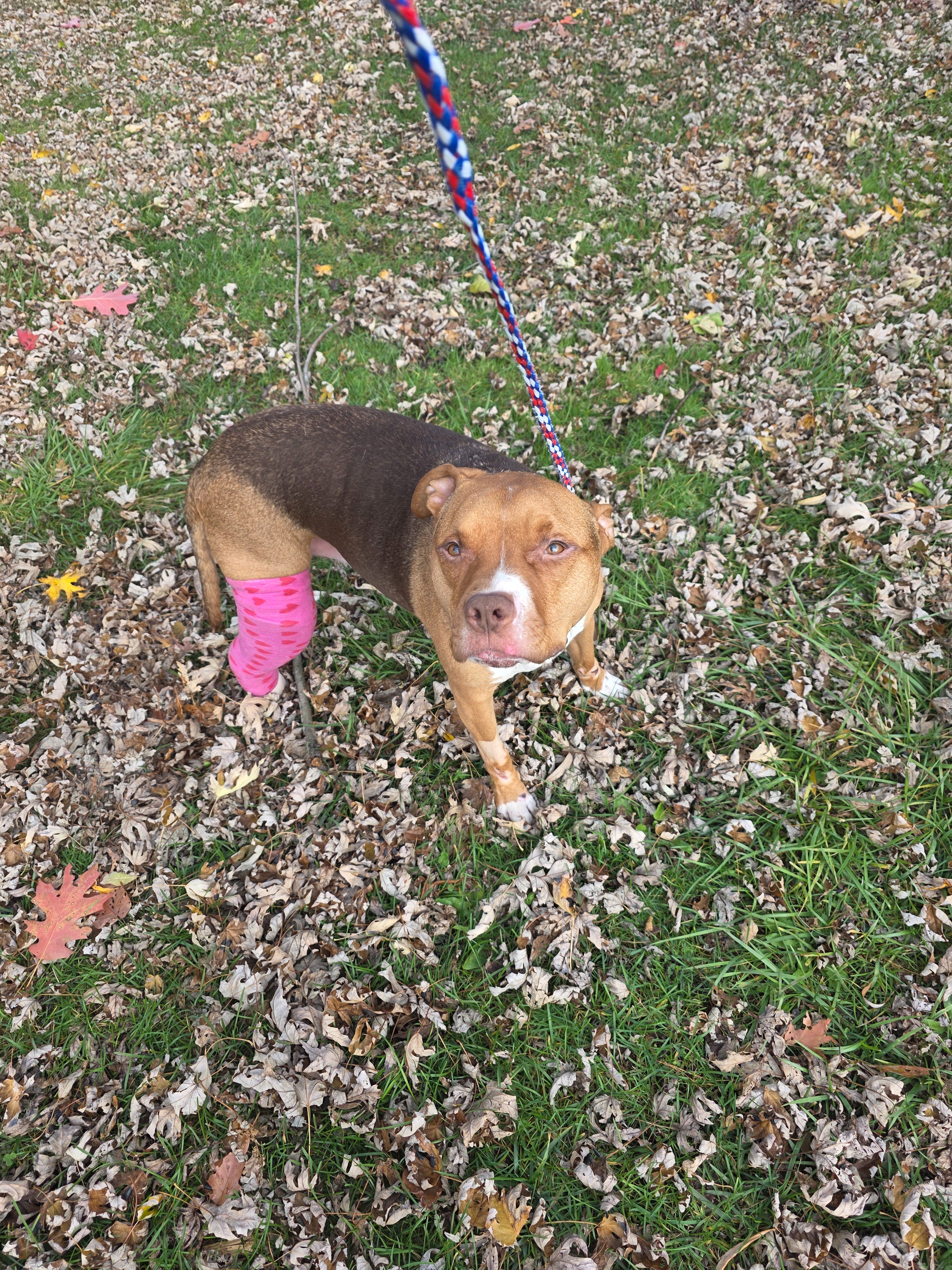Help Bishop Recover from Hit and Run campaign photo, 2 of 5