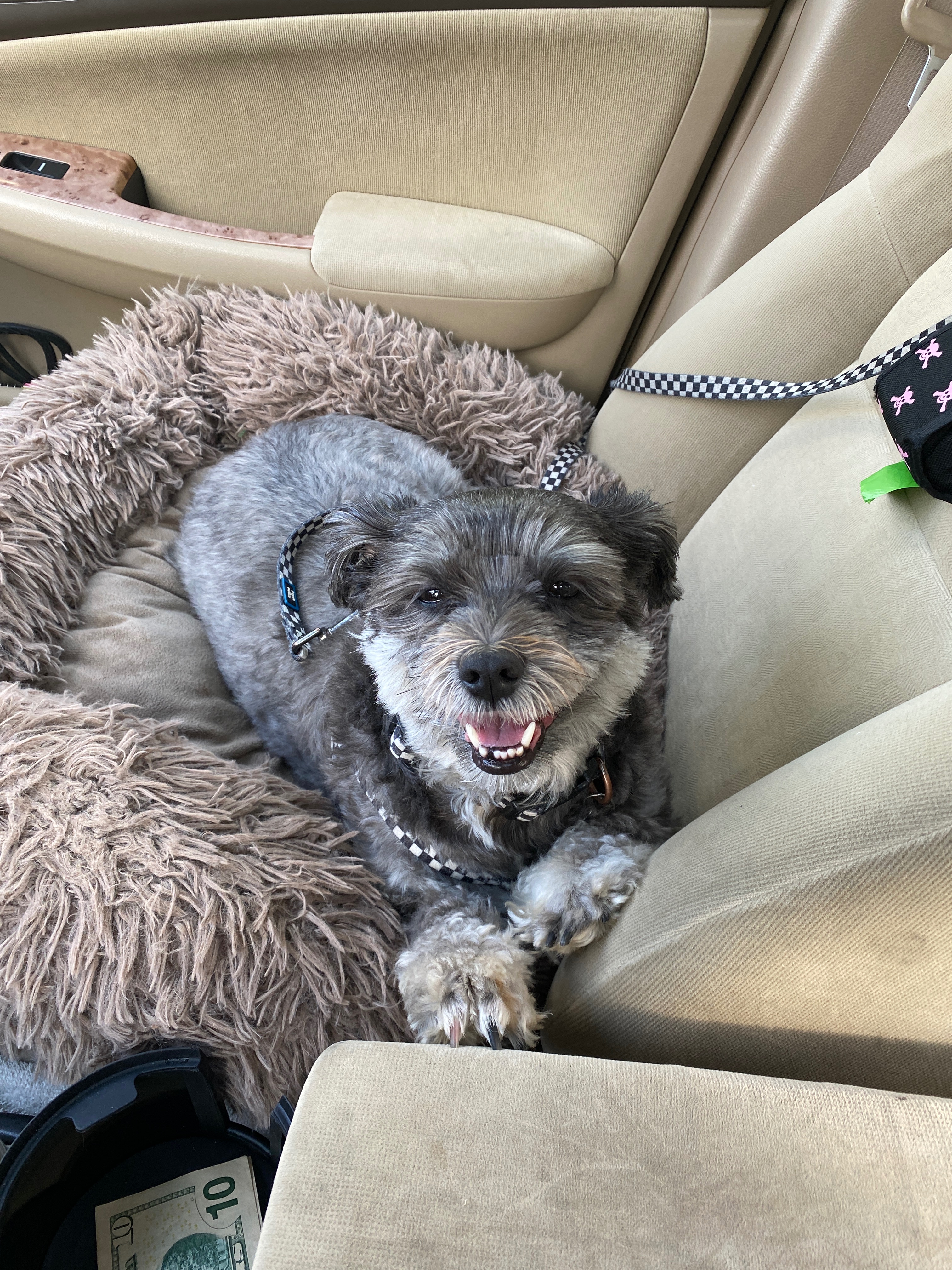 Help Boswell Recover from Severe Spine Injury campaign photo, 4 of 8