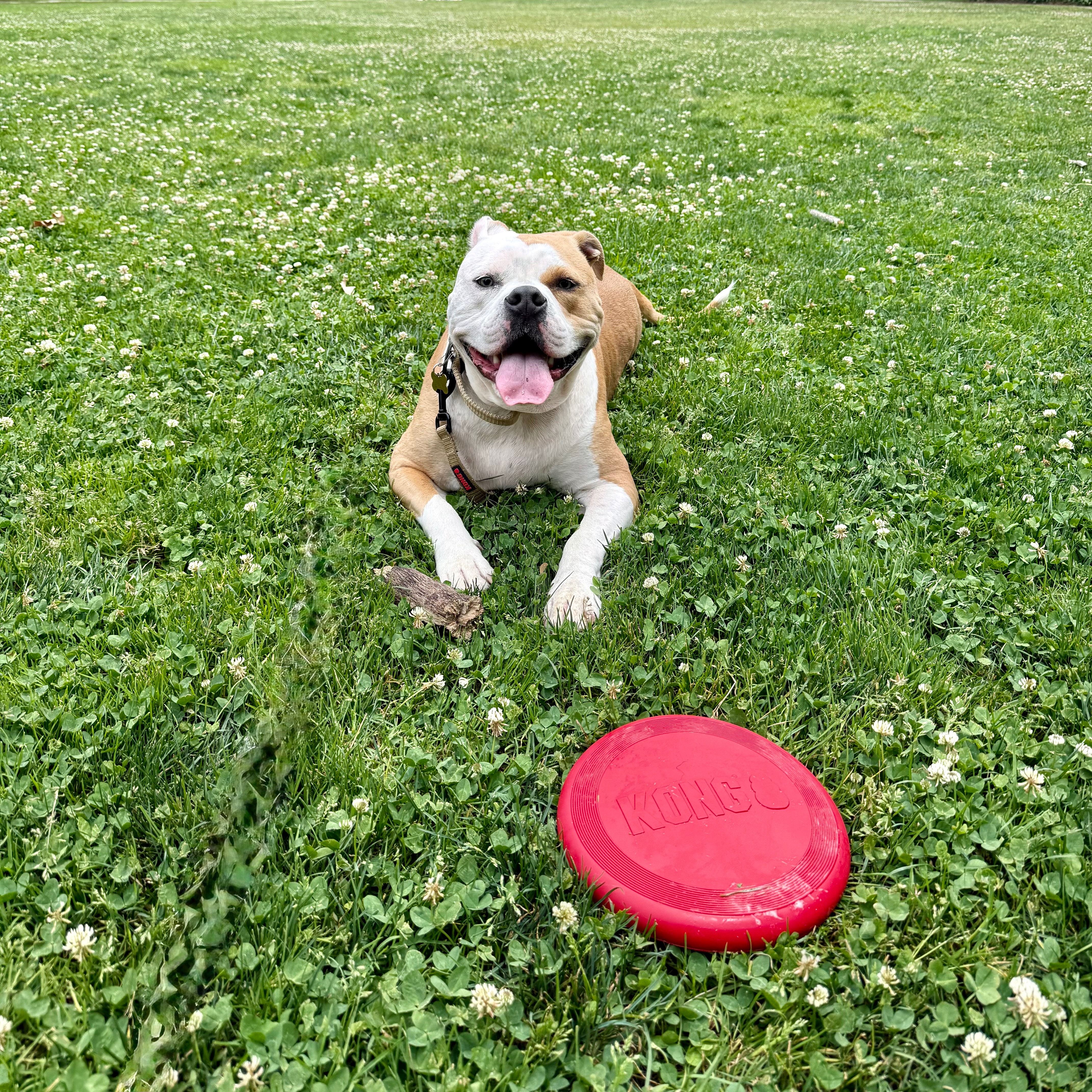 Help Kai Get Back On His Paws campaign photo, 4 of 8