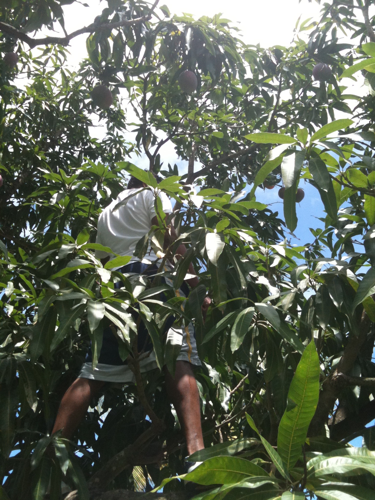 Help Restore Livelihoods After Hurricane Melissa campaign photo, 2 of 8